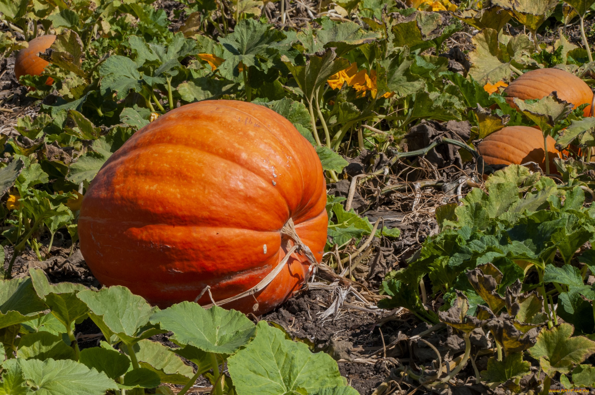 природа, плоды, тыква