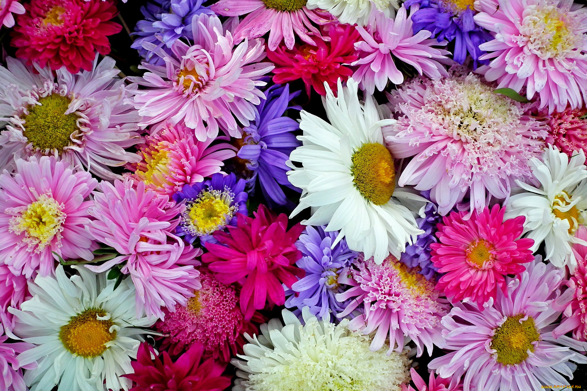 цветы, астры, цветение, лето