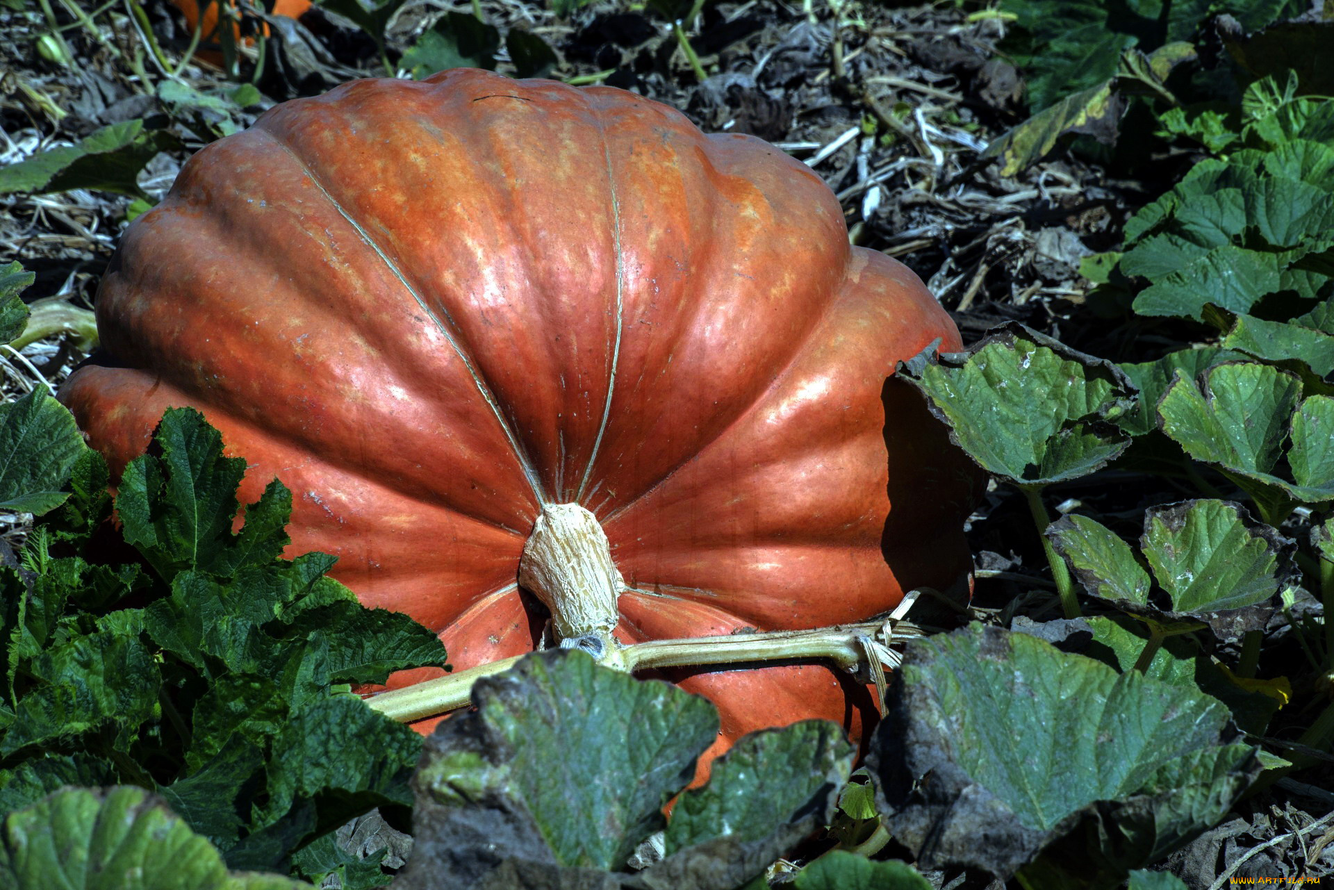 природа, плоды, тыква