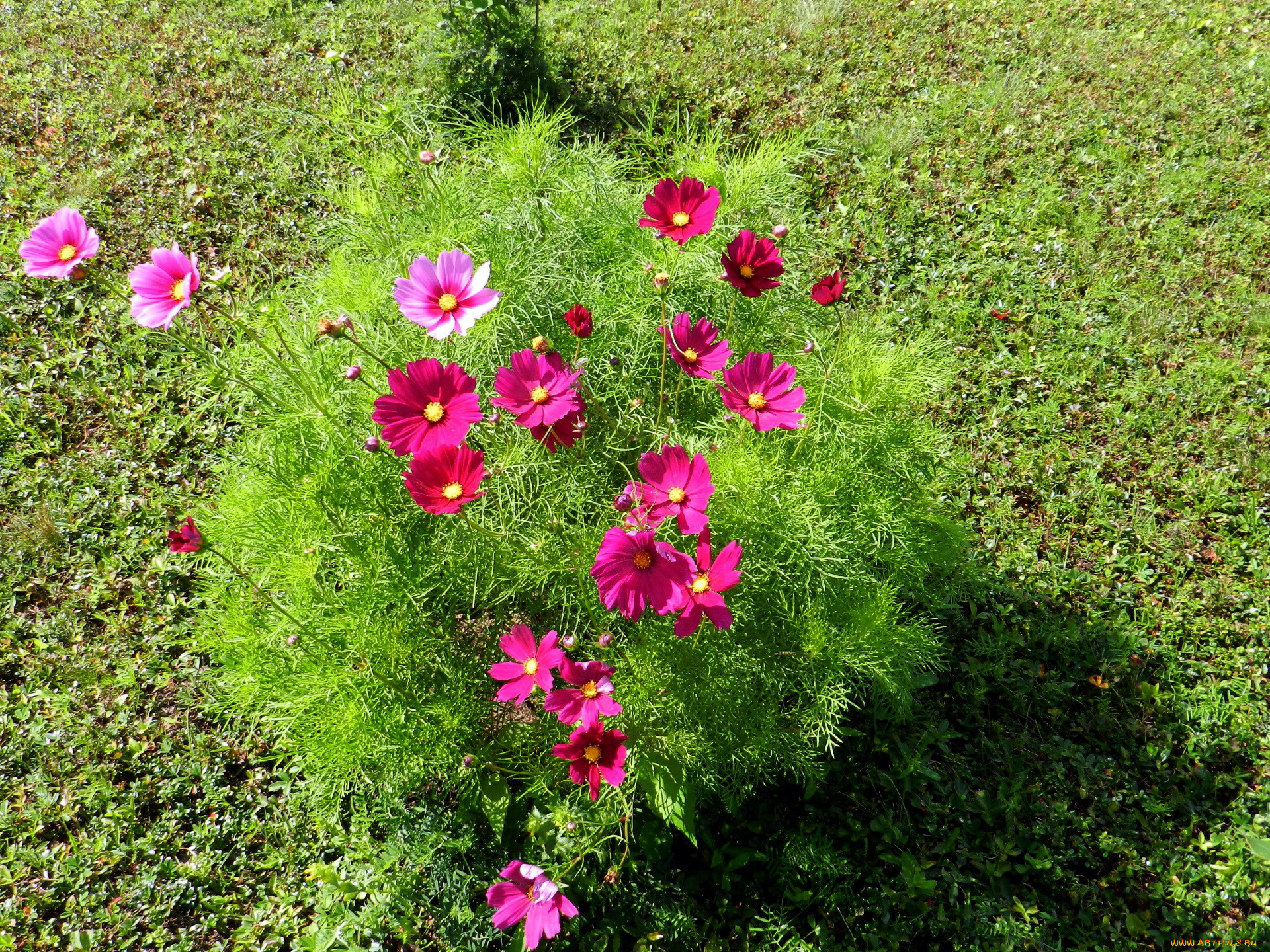 цветы, космея, розовый