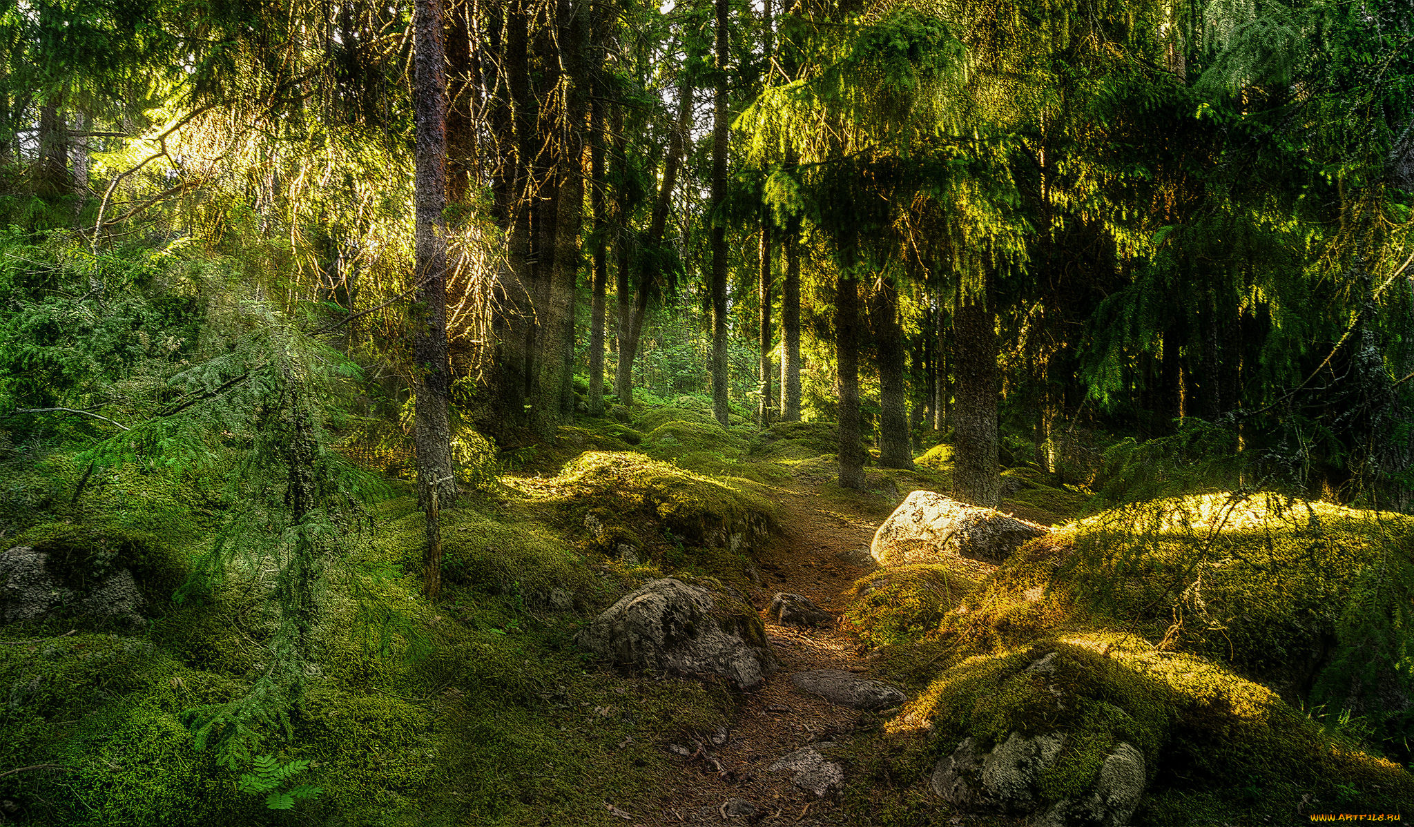 природа, лес, простор