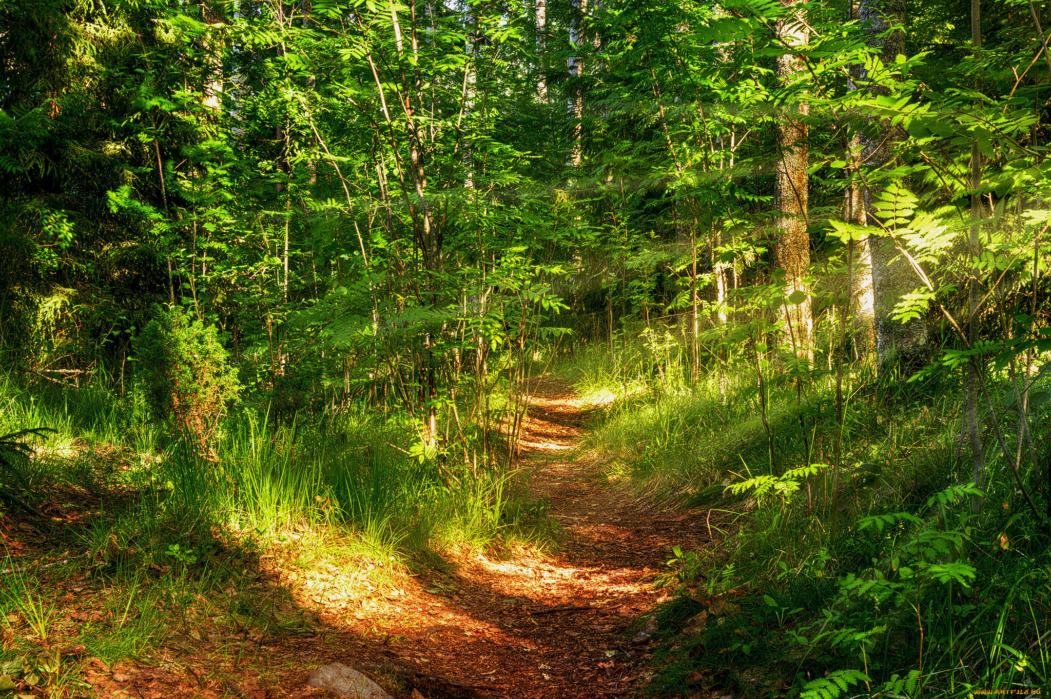 природа, лес, простор