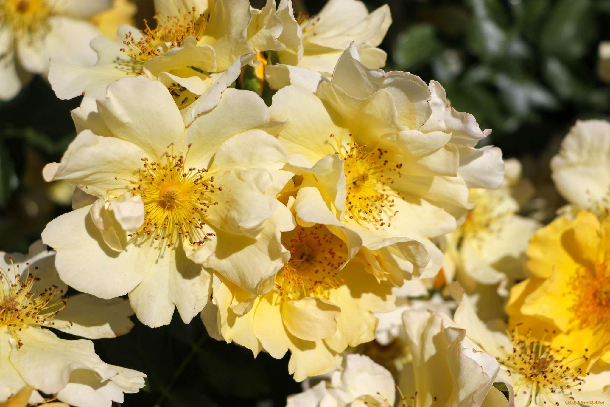 цветы, розы, цветение