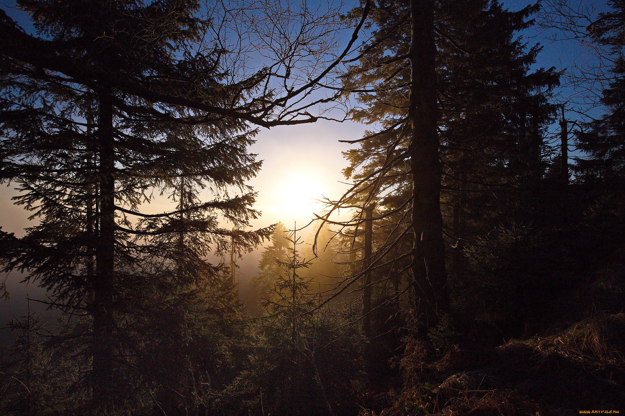 природа, лес, простор