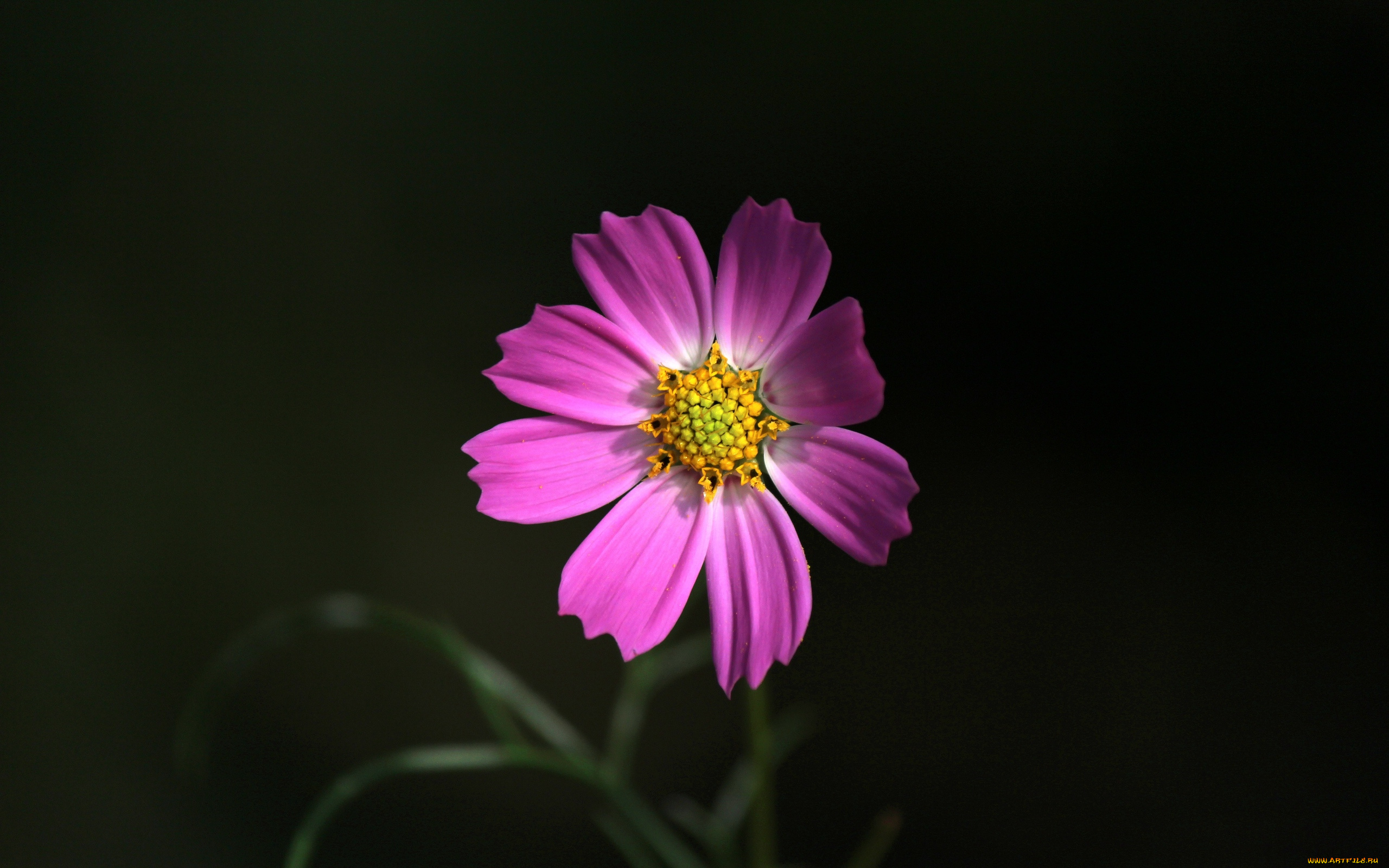 цветы, космея, одиночка