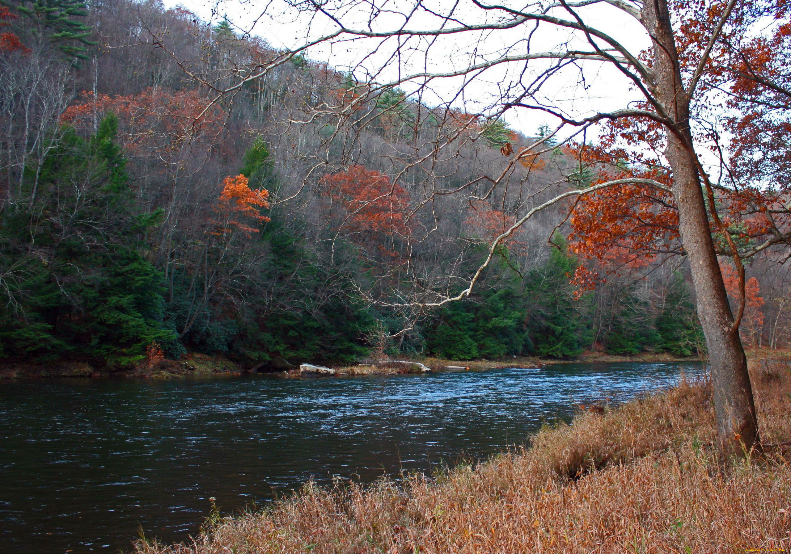 природа, реки, озера, деревья, вода, река