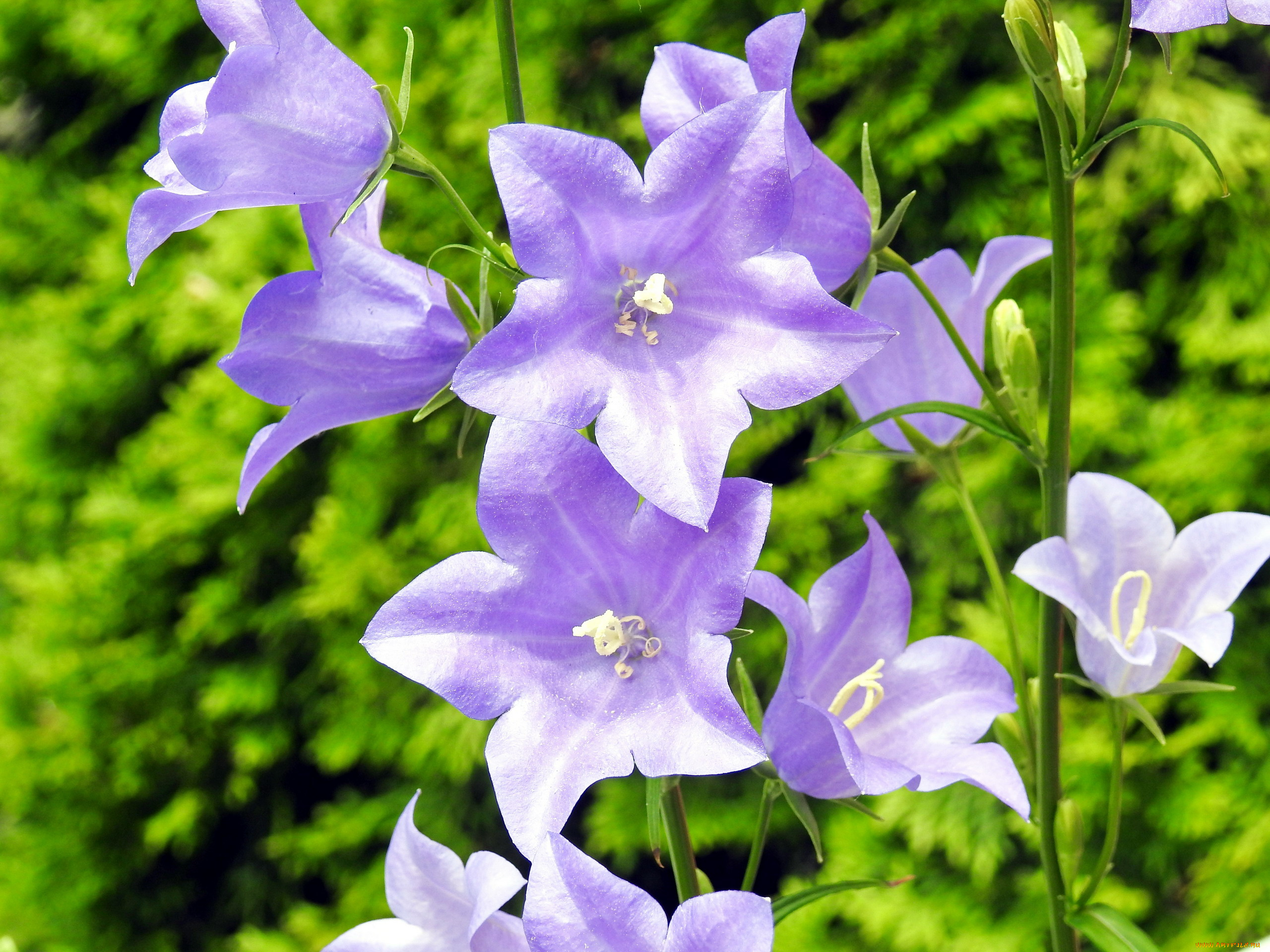 цветы, колокольчики, лиловый