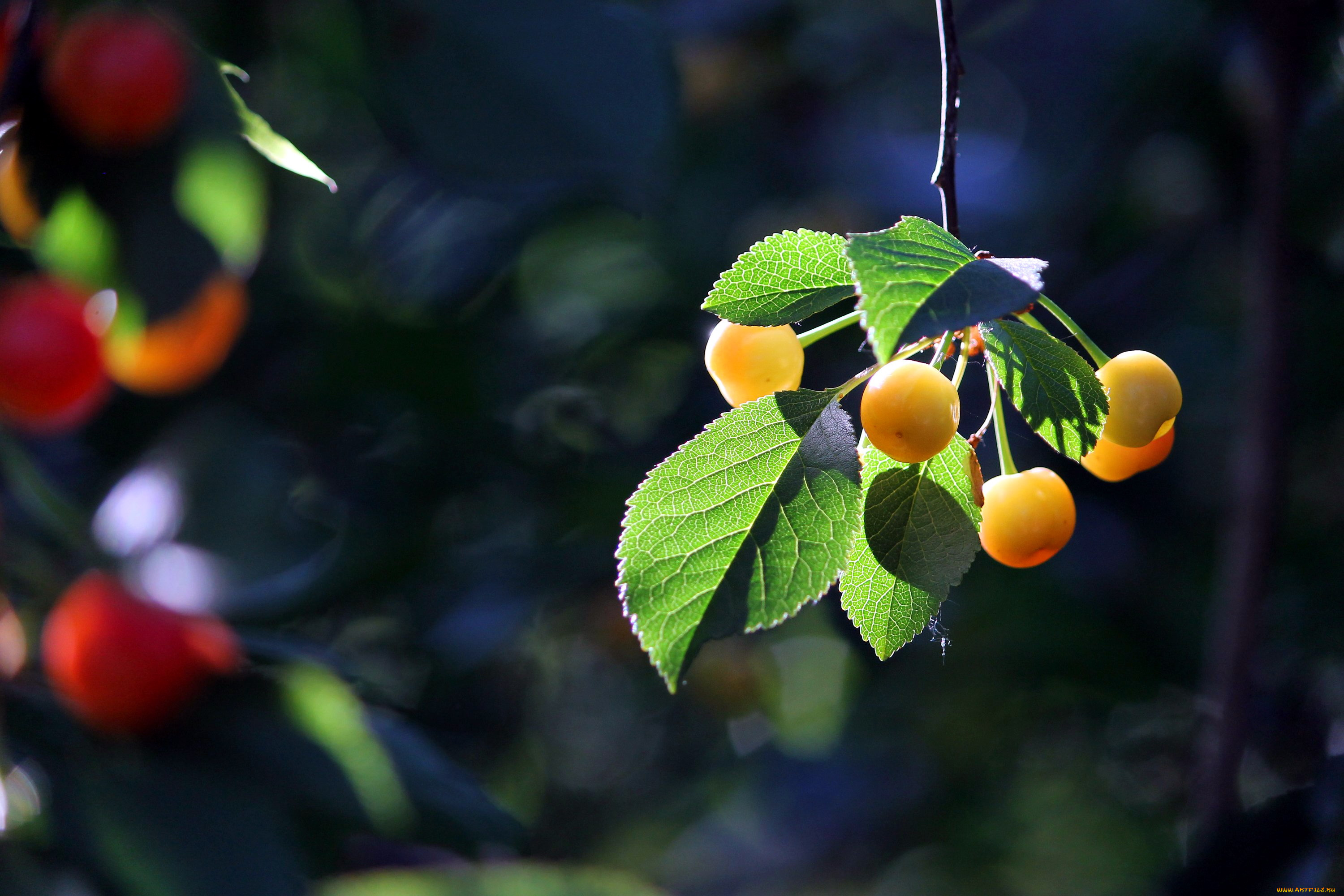 природа, Ягоды, вишня