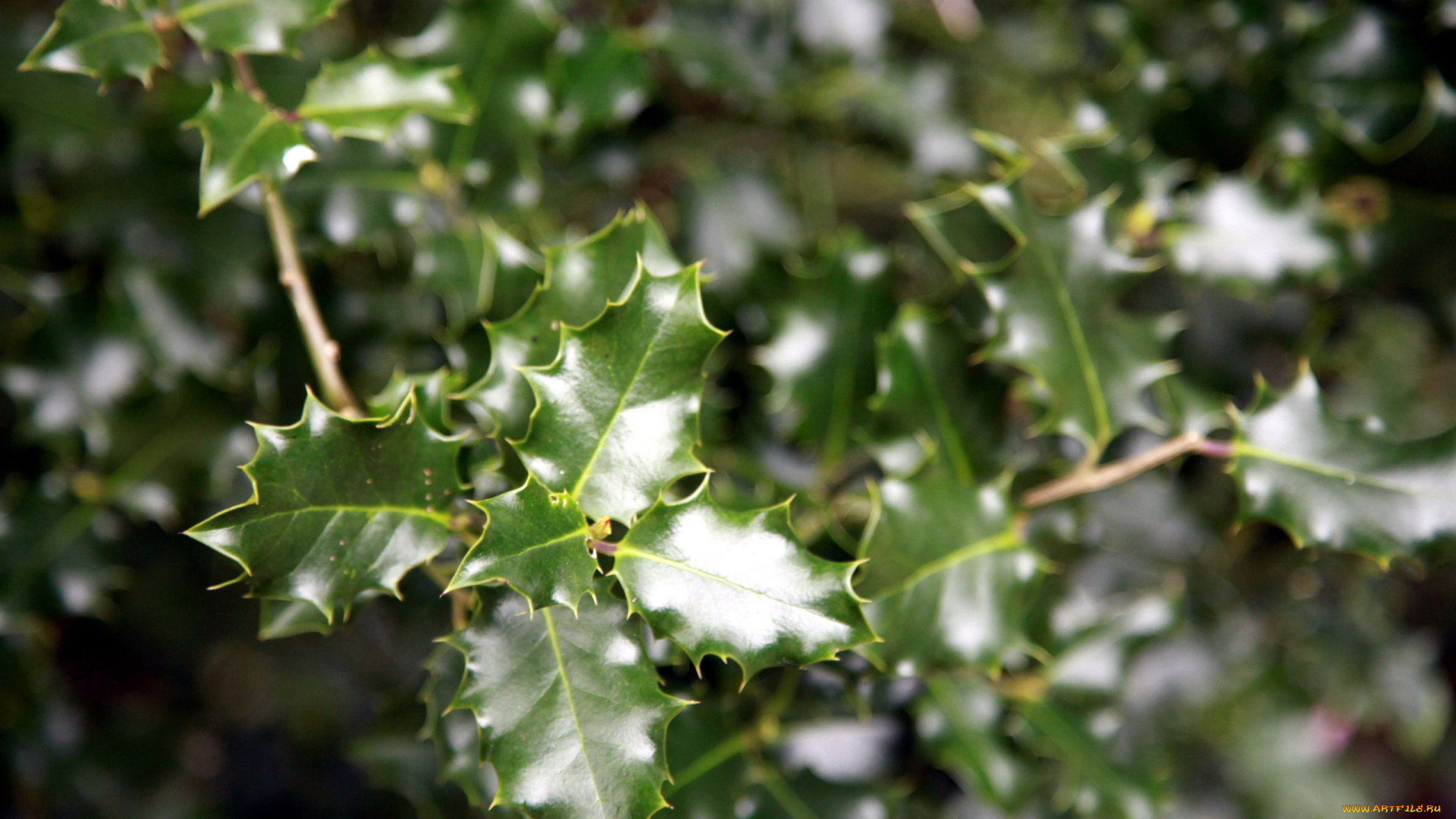 природа, листья, остролист