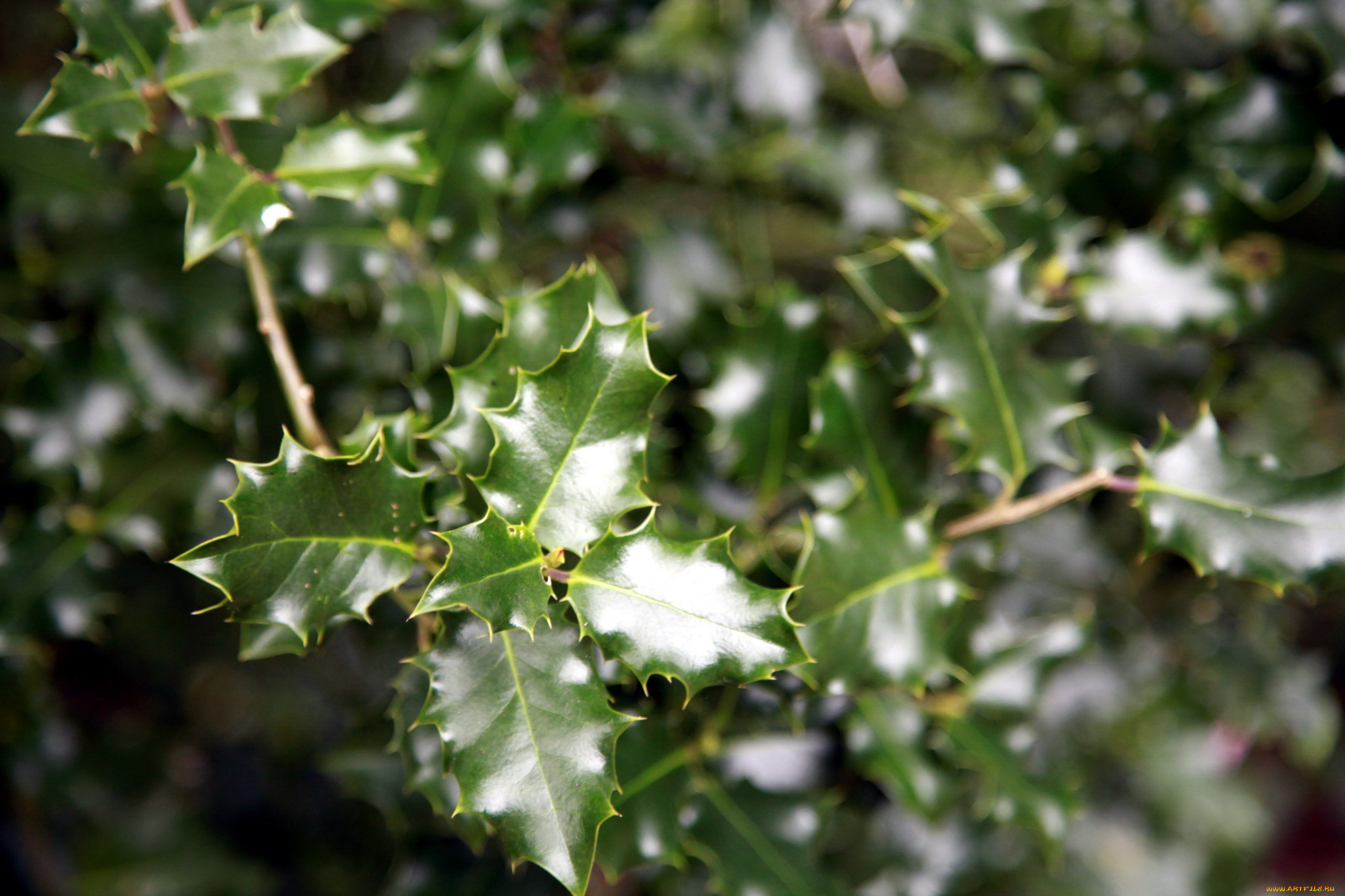природа, листья, остролист