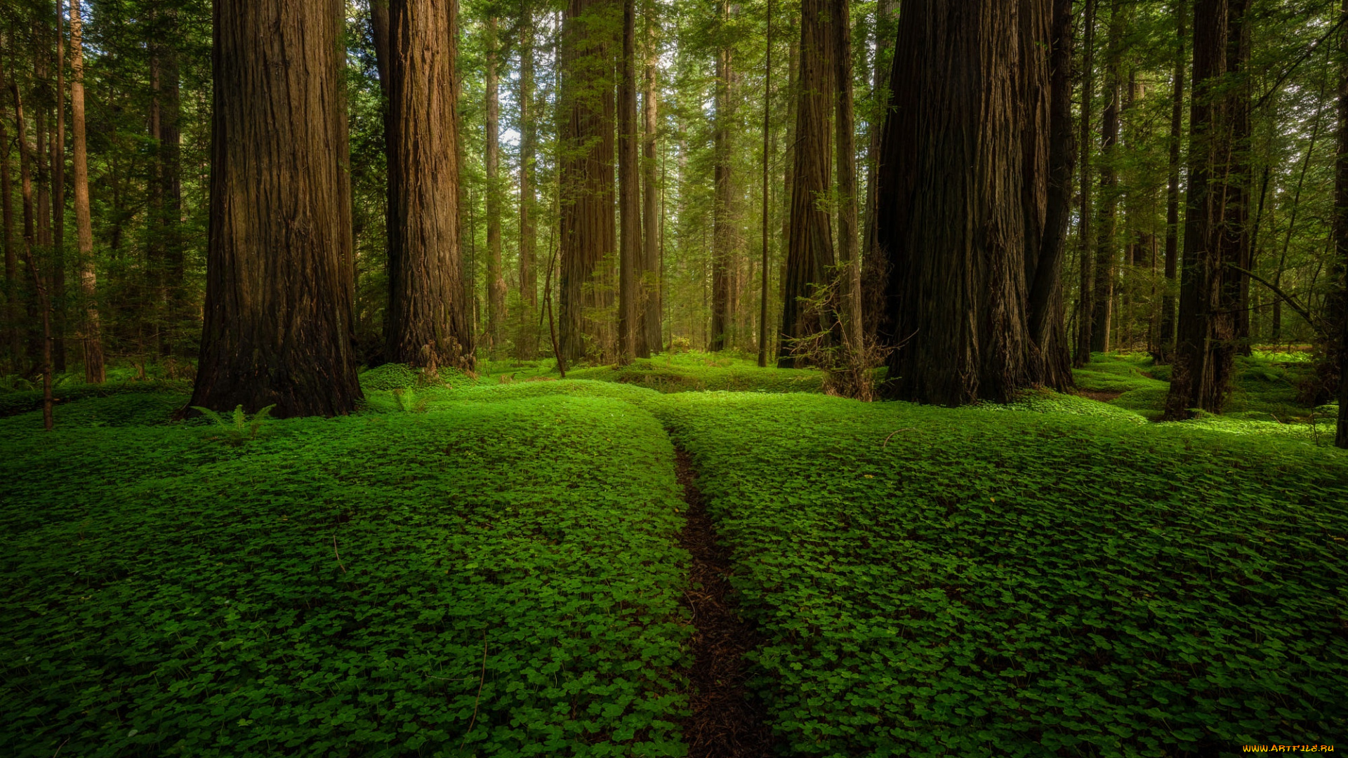 природа, лес, зелень, лето, деревья, парк, стволы, поляна, растительность, тропинка