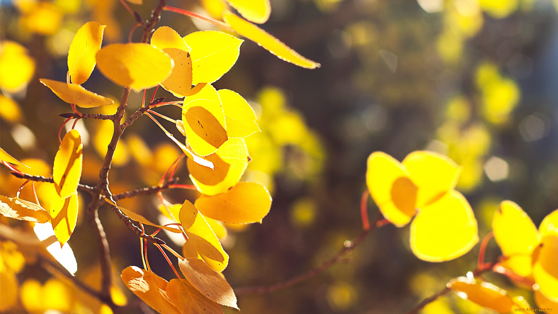 природа, листья, ветки, осень, деревья