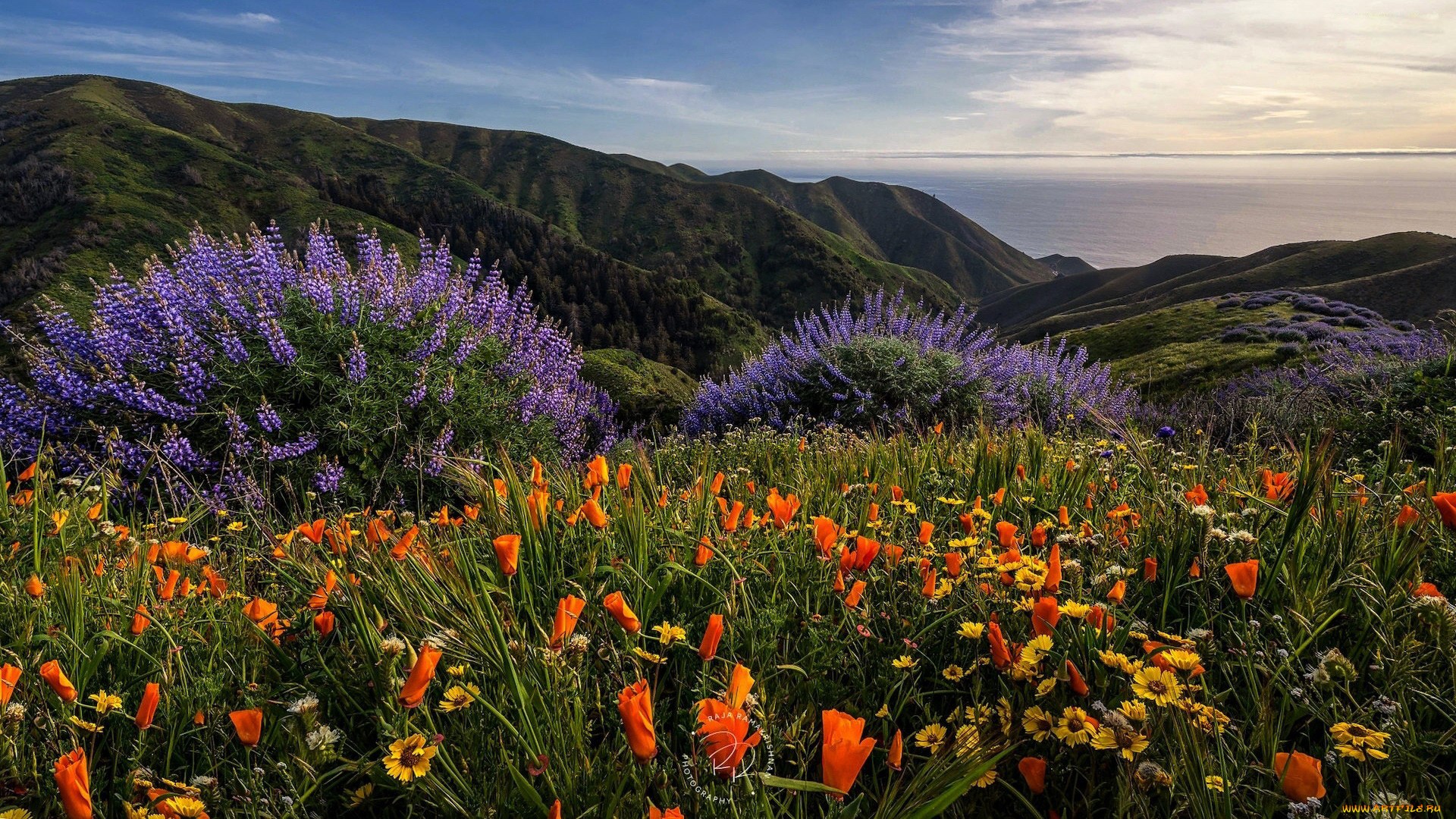 природа, луга, луг