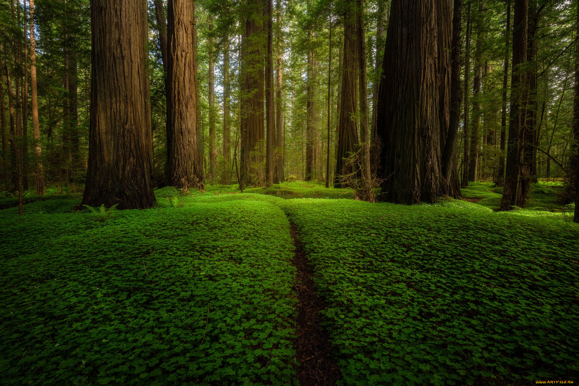 природа, лес, зелень, лето, деревья, парк, стволы, поляна, растительность, тропинка