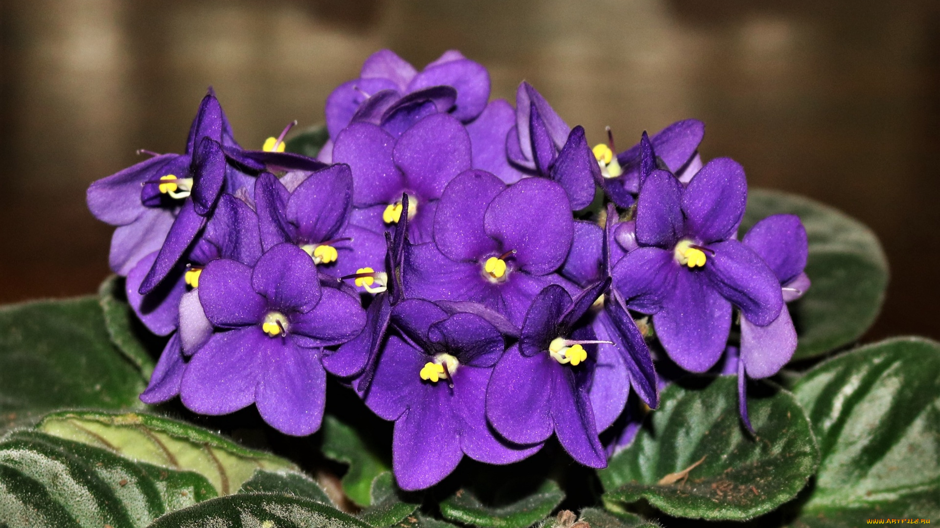 цветы, фиалки, комнатные, лиловые