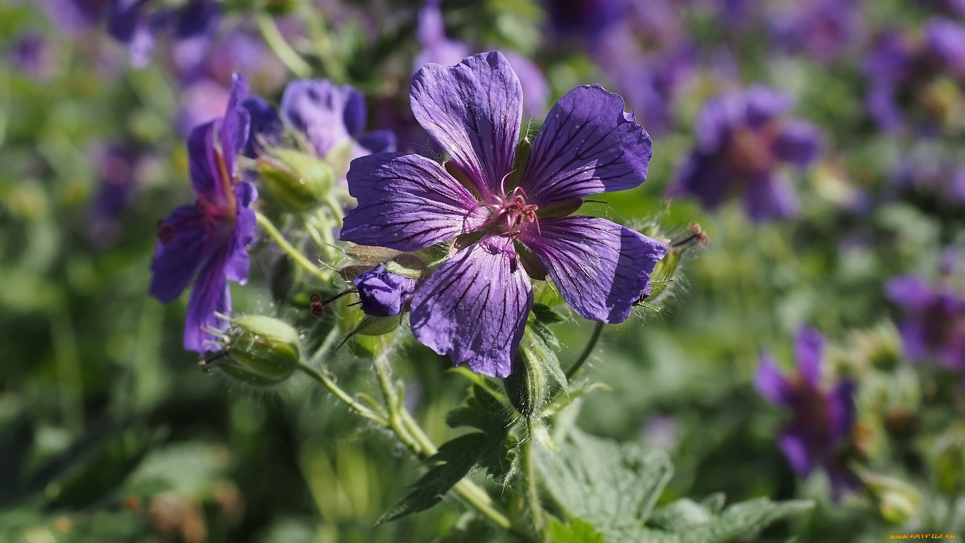 цветы, герань, луговая, лиловая