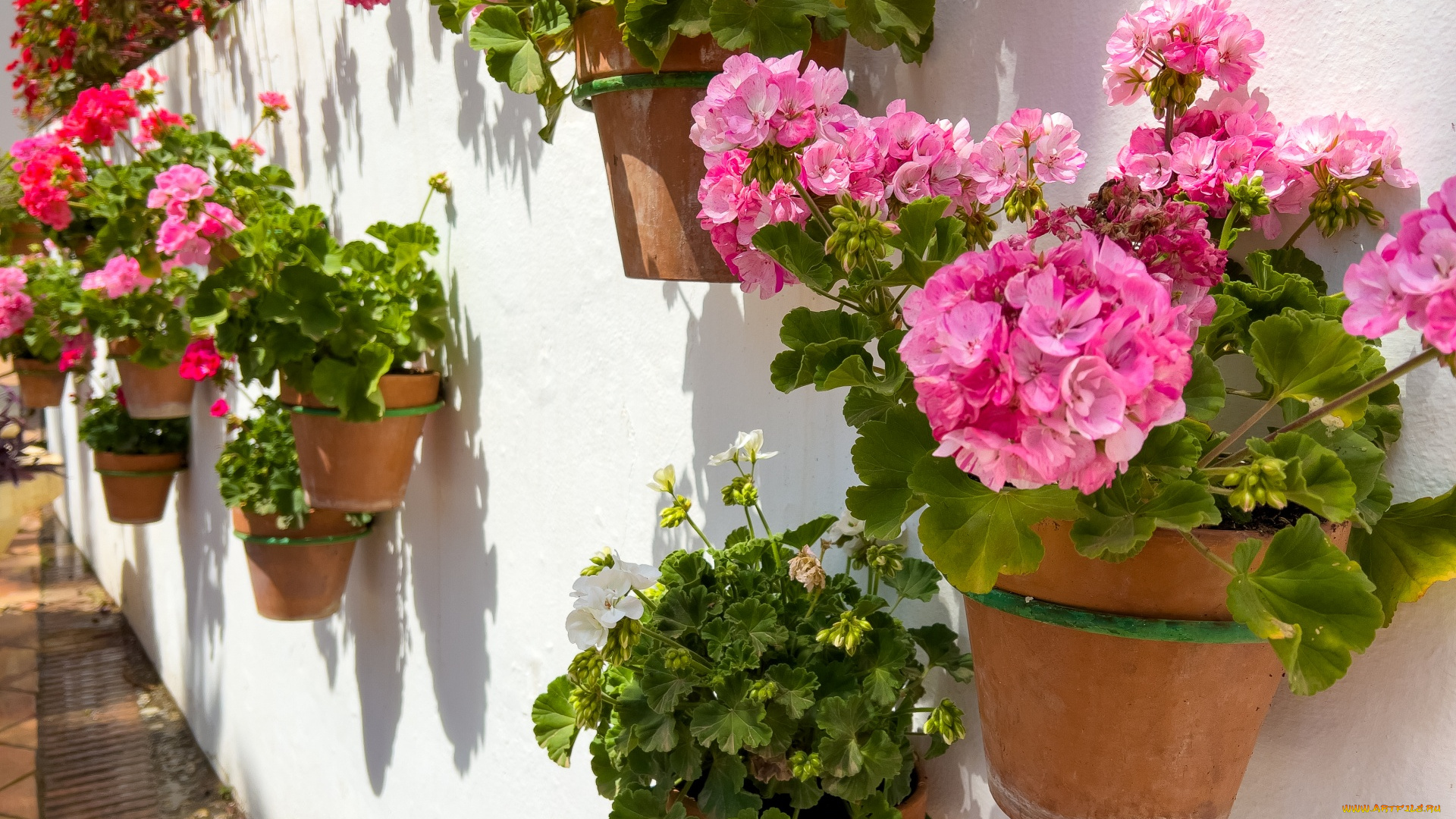 цветы, герань, стена, розовая, горшки