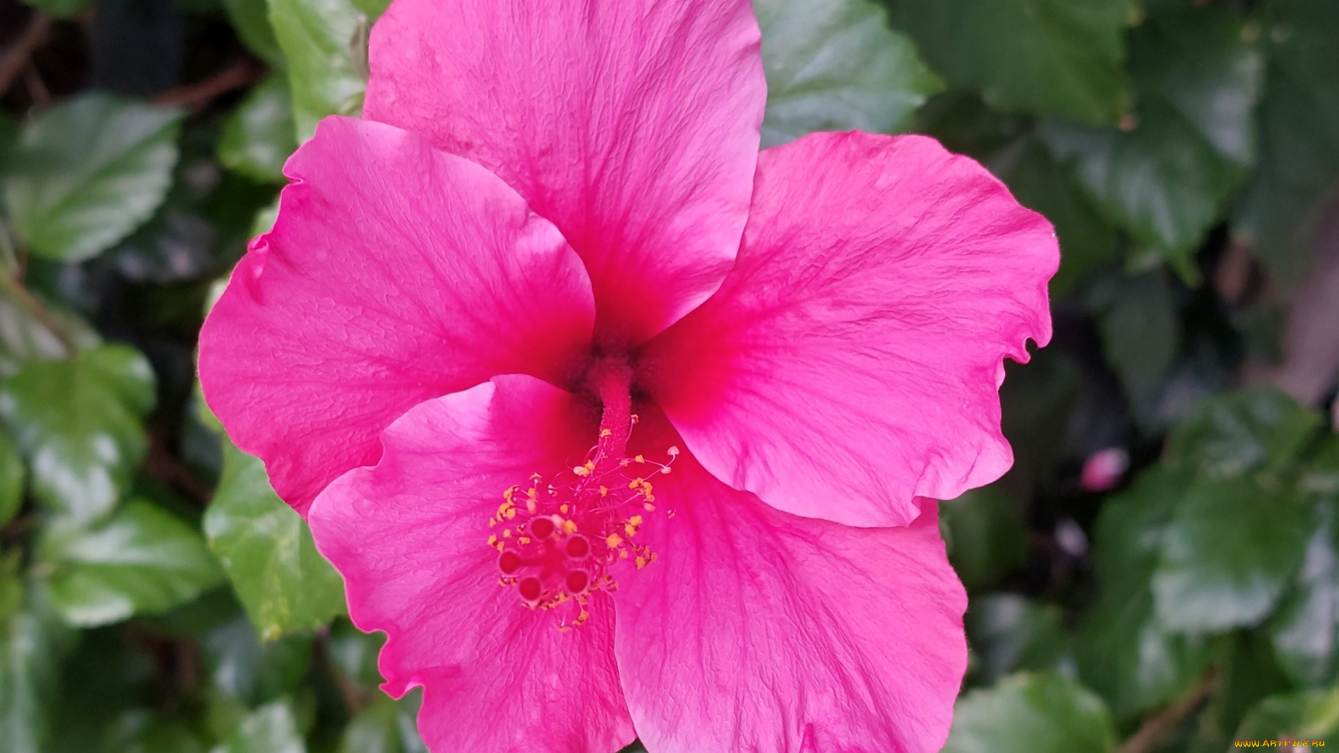 цветы, гибискусы, розовый, гибискус, макро