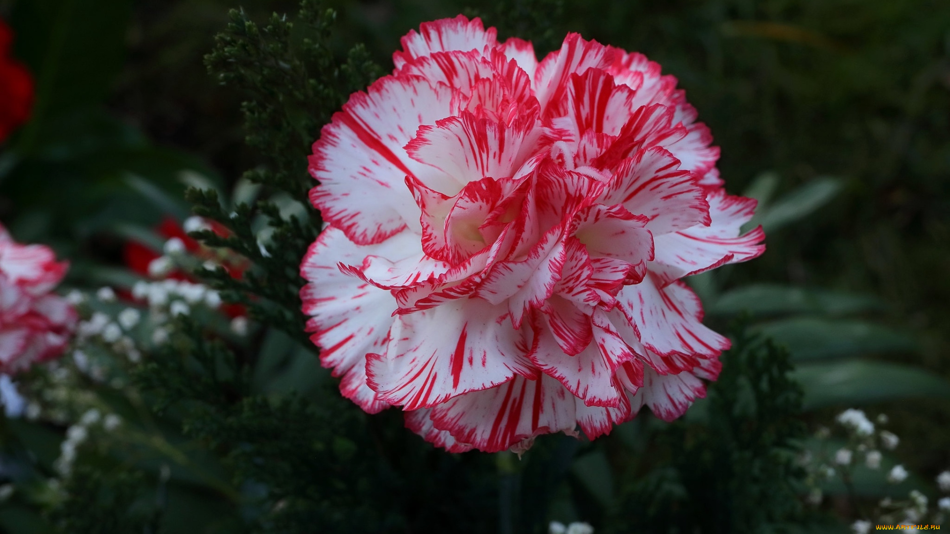 цветы, гвоздики, бело-розовая, гвоздика, макро