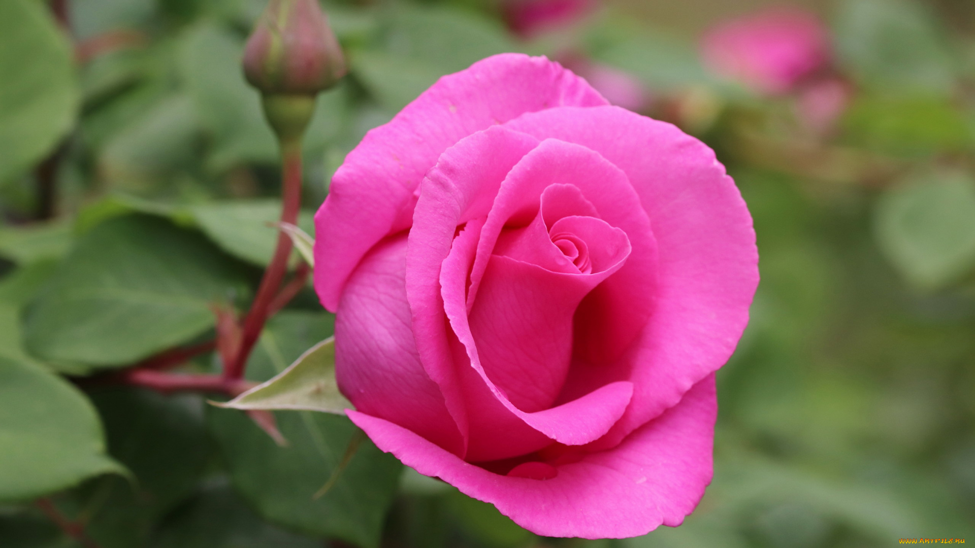 цветы, розы, розовая, роза, макро, бутон