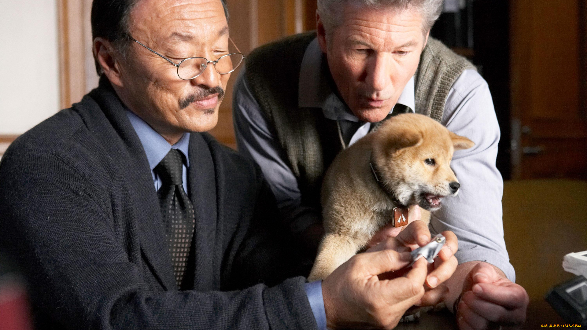 кино, фильмы, hachiko, , a, dogs, story, мужчины, щенок