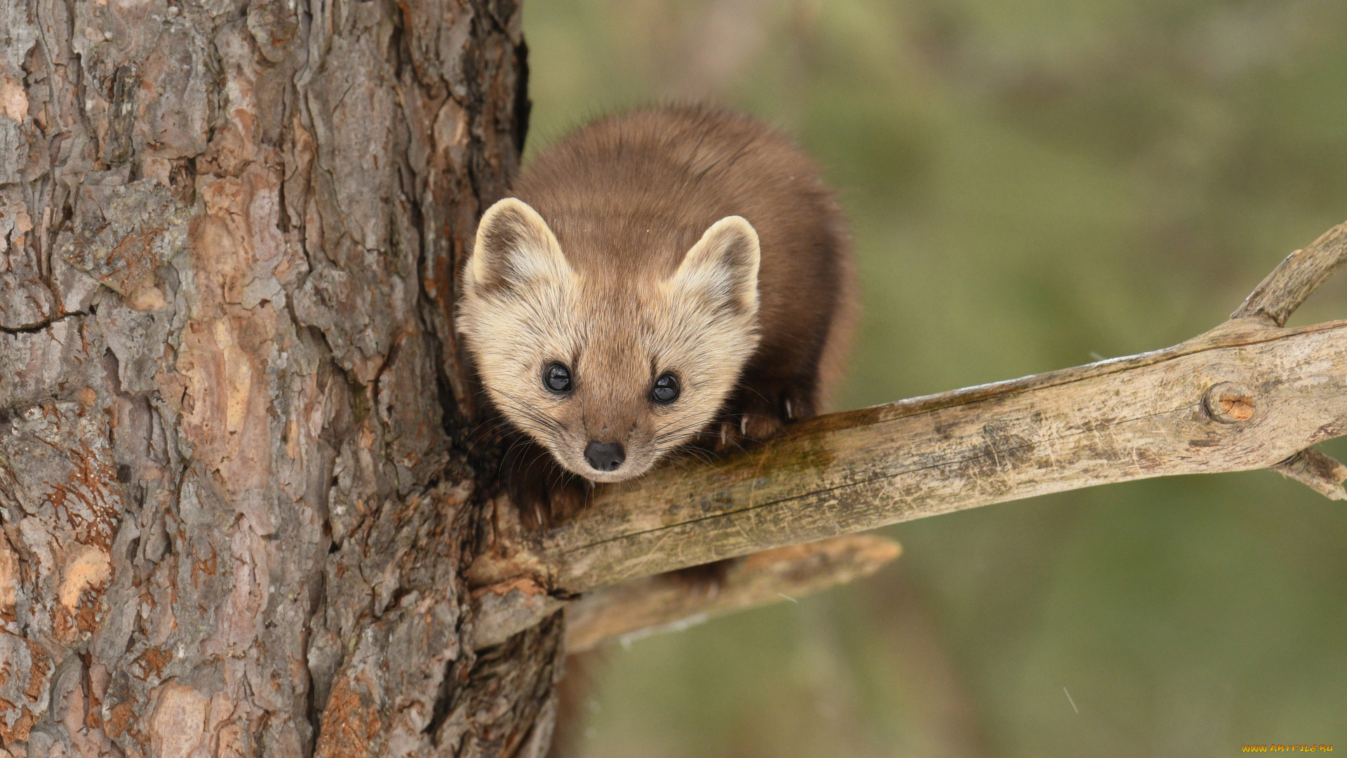животные, хорьки, , куницы, , горностаи, , ласки, , соболи, грызун