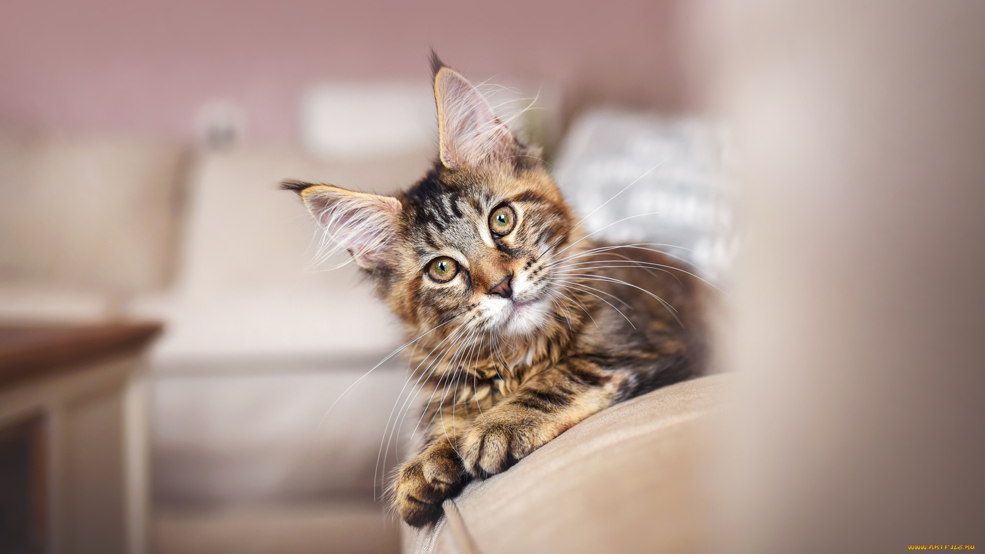 животные, коты, кот, кошка