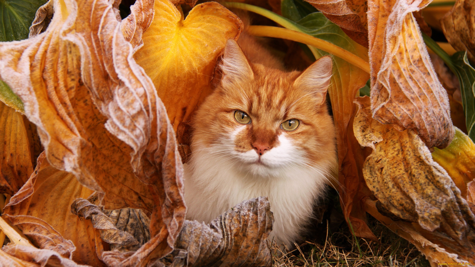 животные, коты, кот, кошка