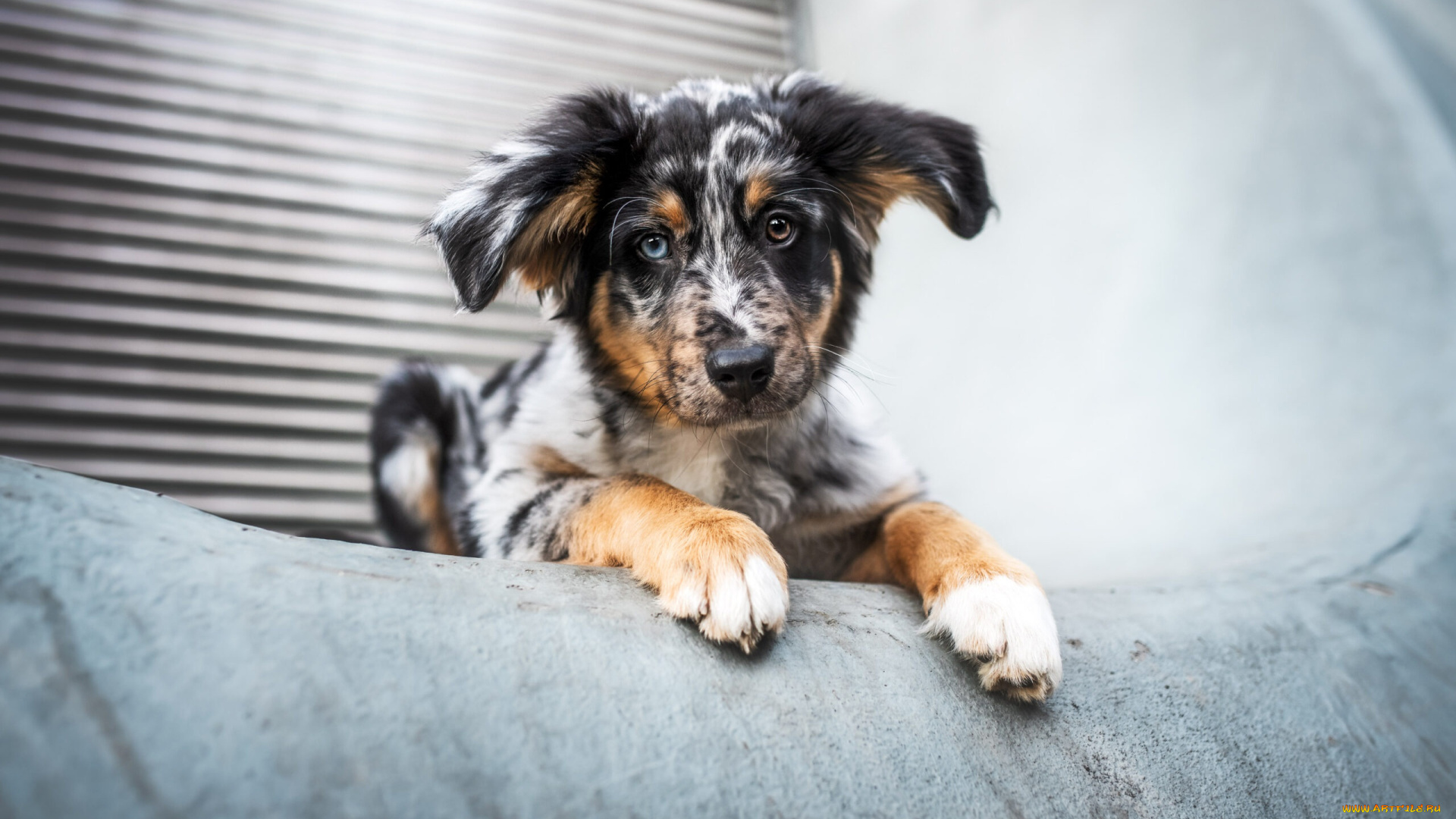 животные, собаки, собака