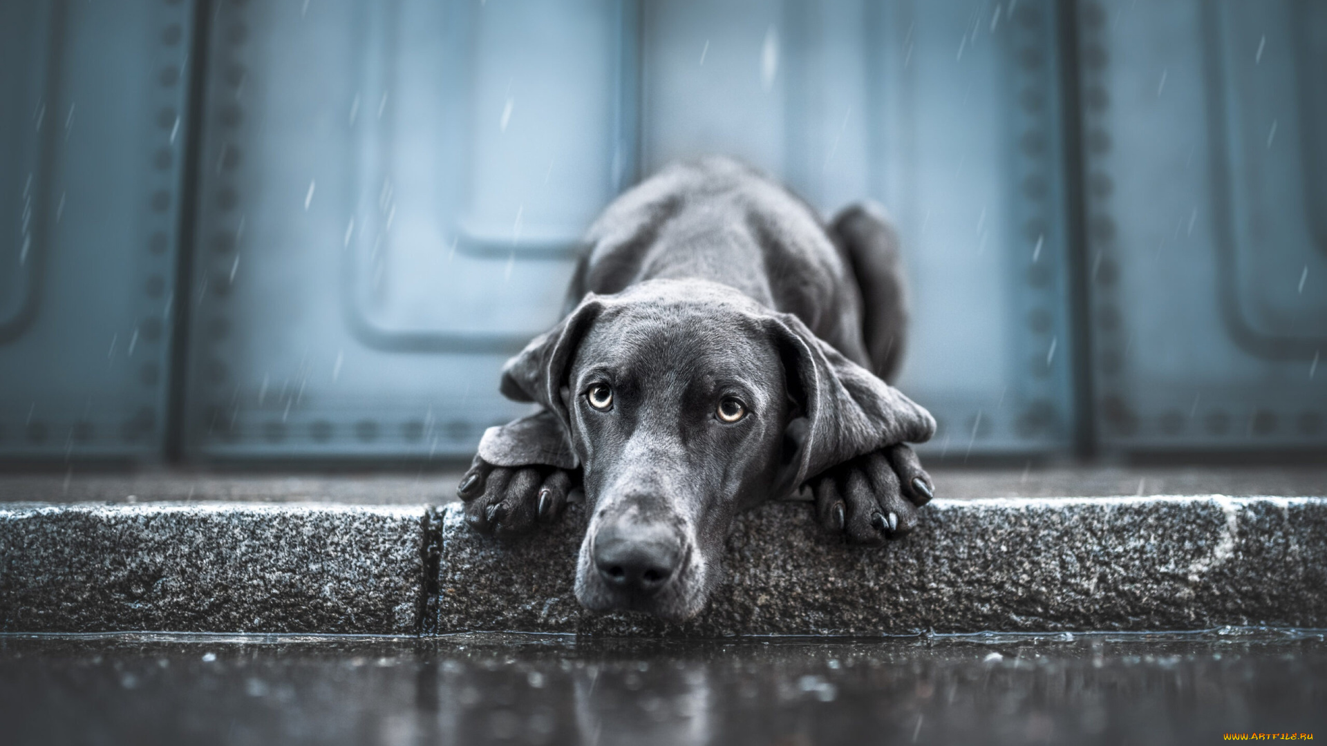 животные, собаки, собака