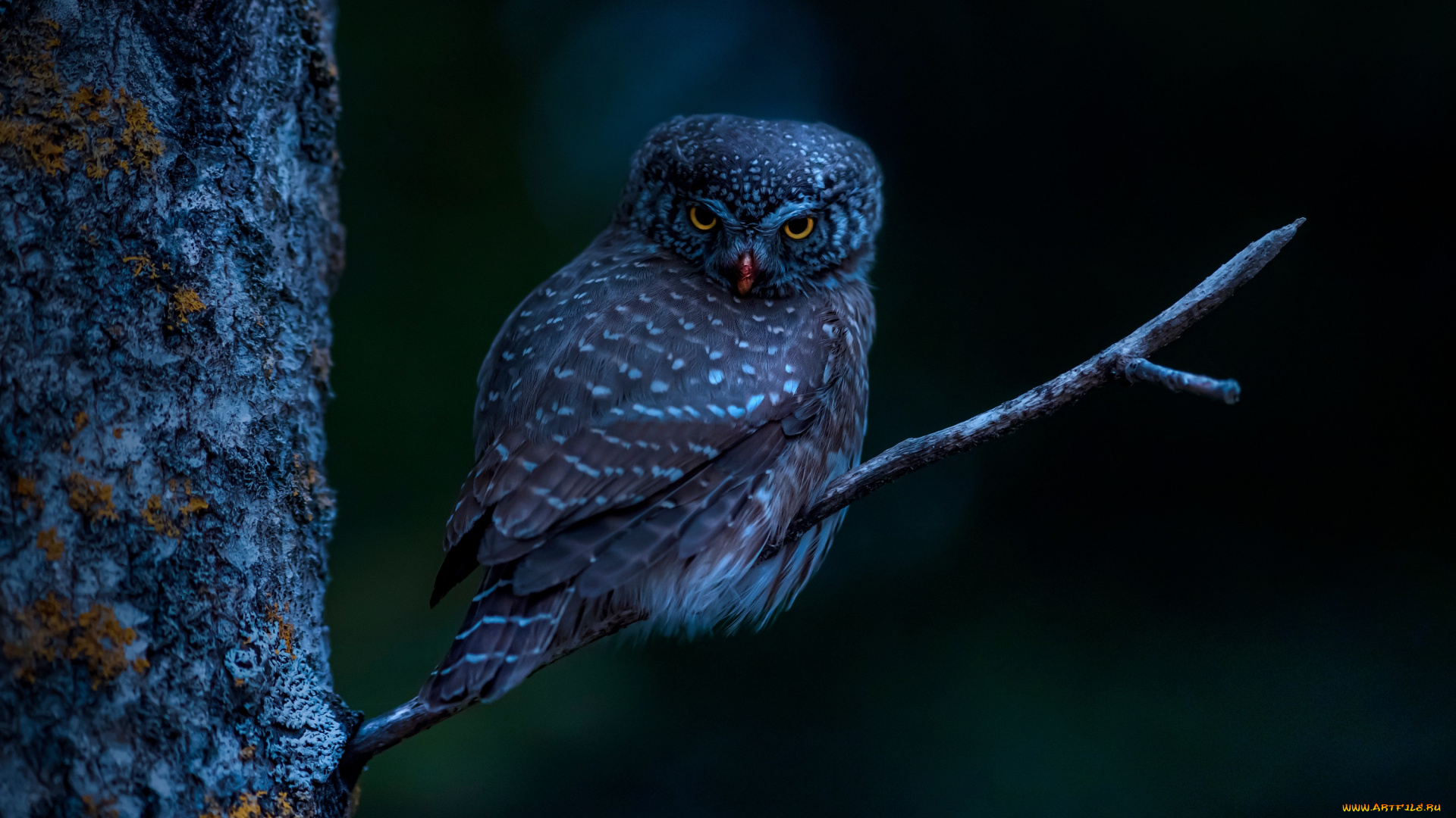 животные, совы, eurasian, pygmy, owl, bird, tree, branch, night, dark, animals