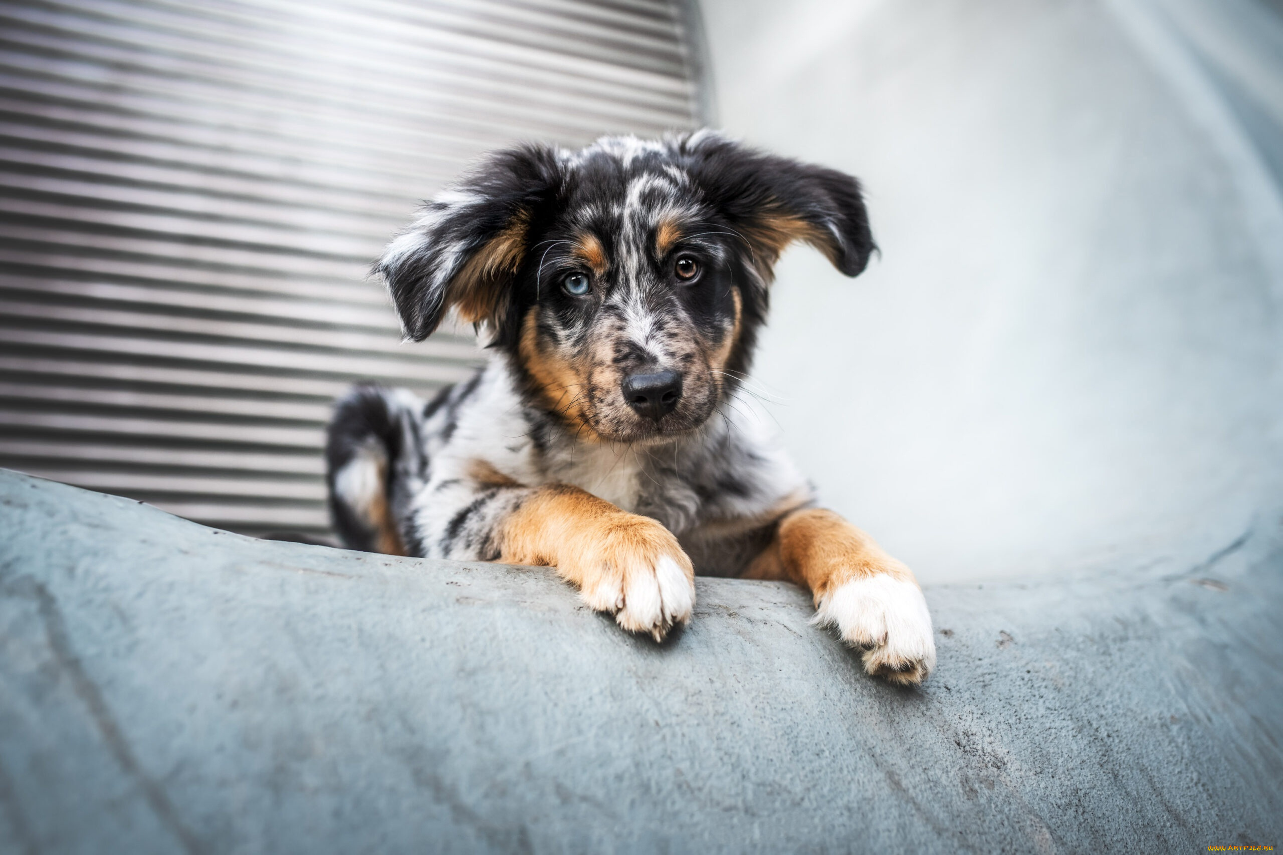 животные, собаки, собака