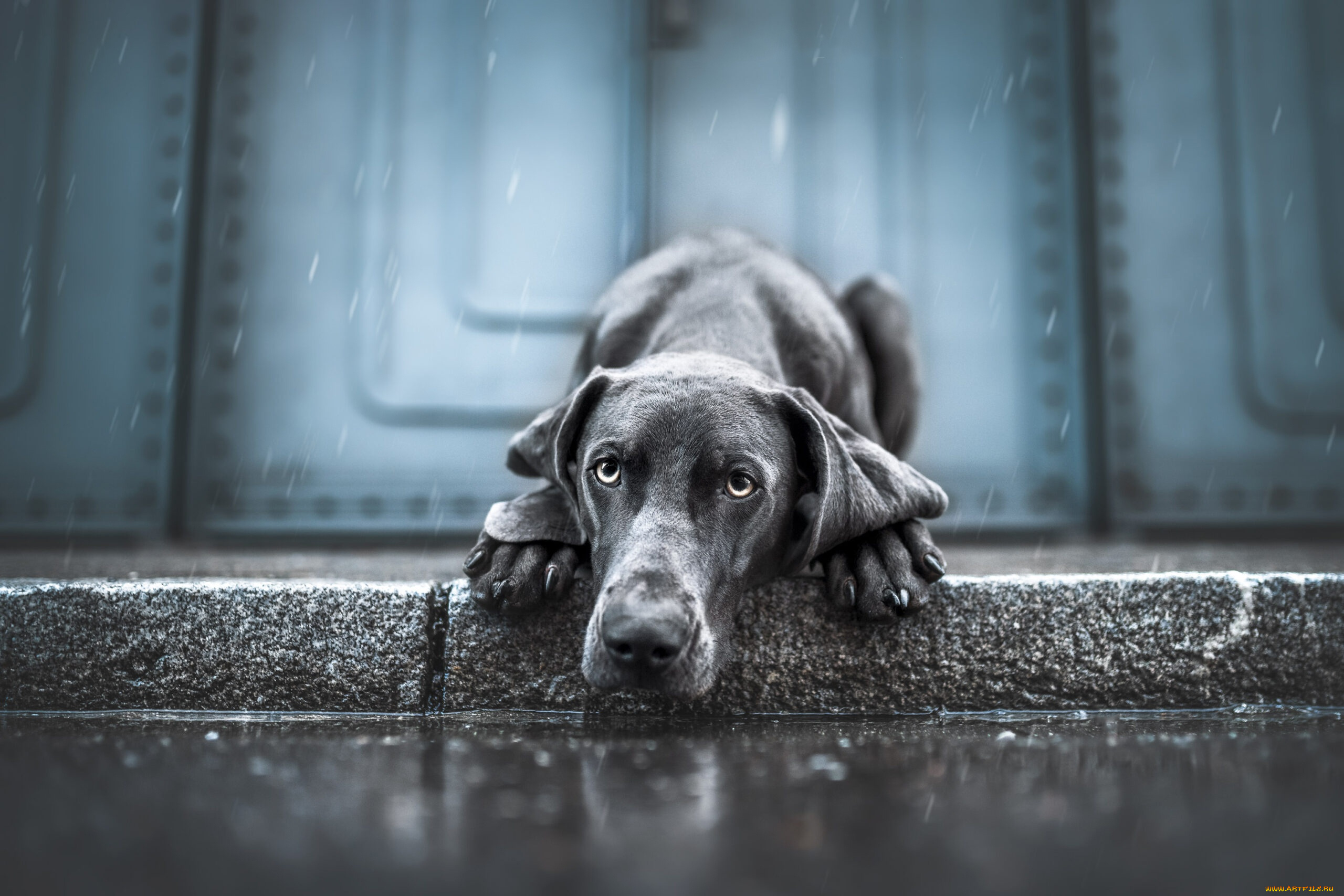 животные, собаки, собака