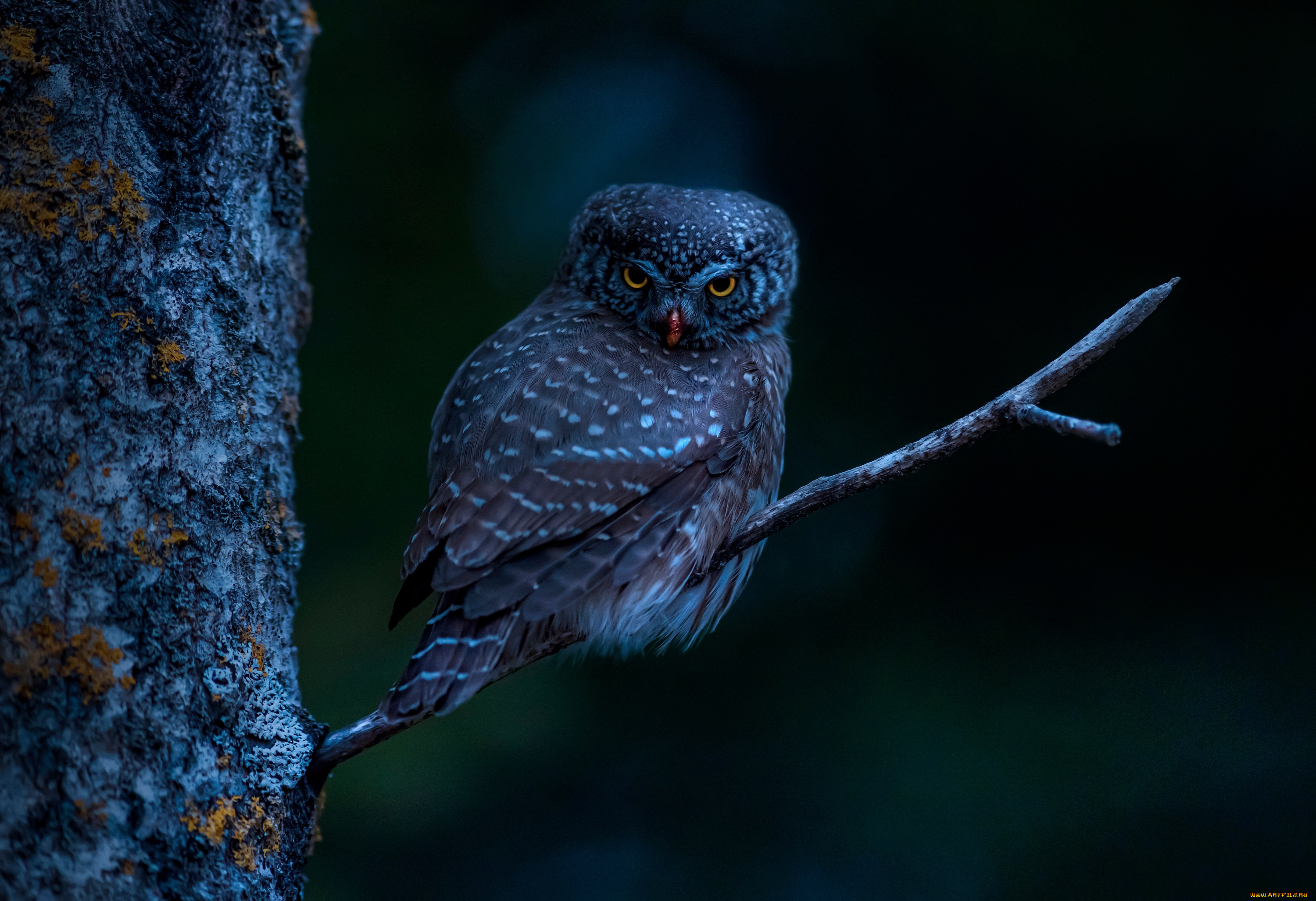 животные, совы, eurasian, pygmy, owl, bird, tree, branch, night, dark, animals