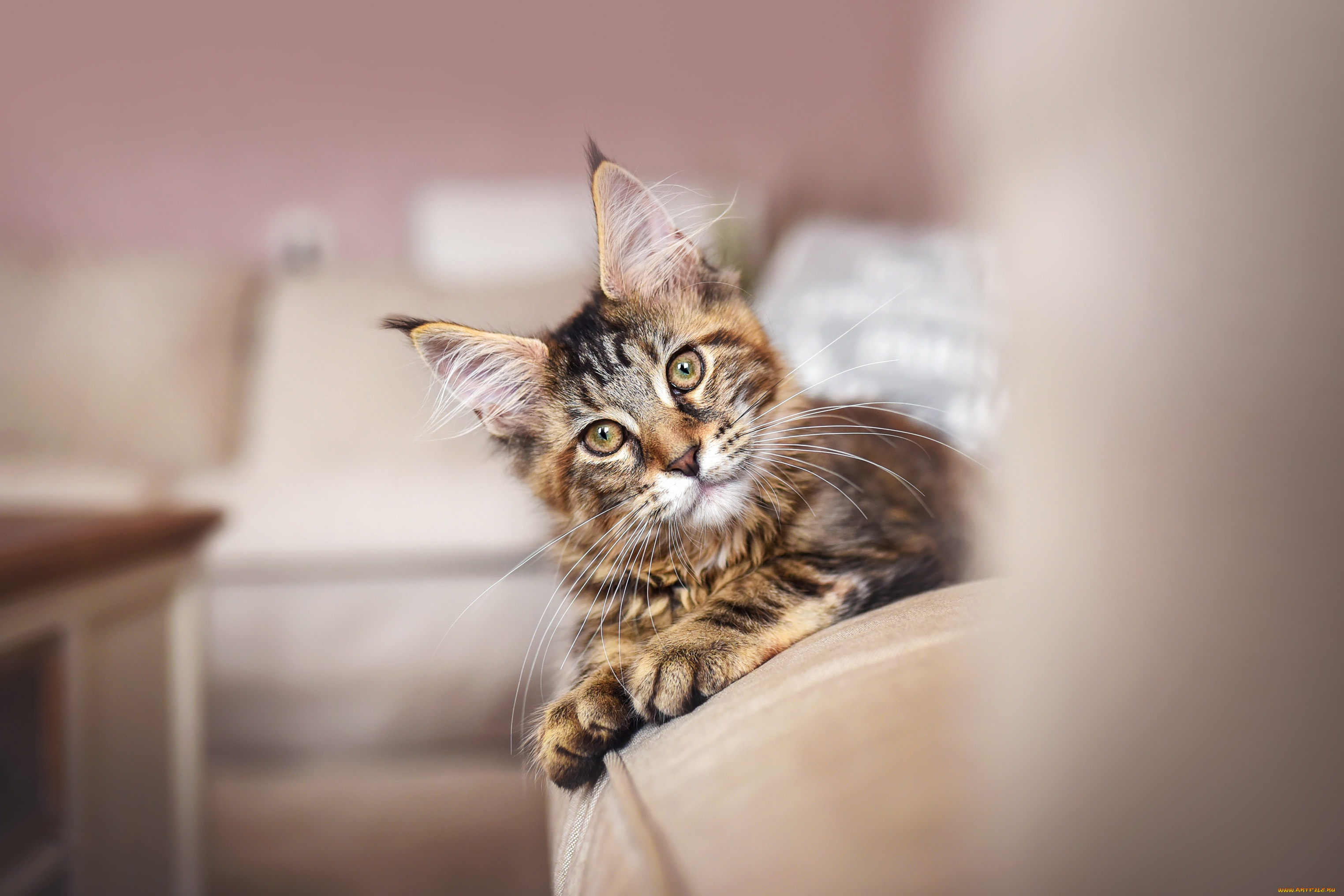 животные, коты, кот, кошка