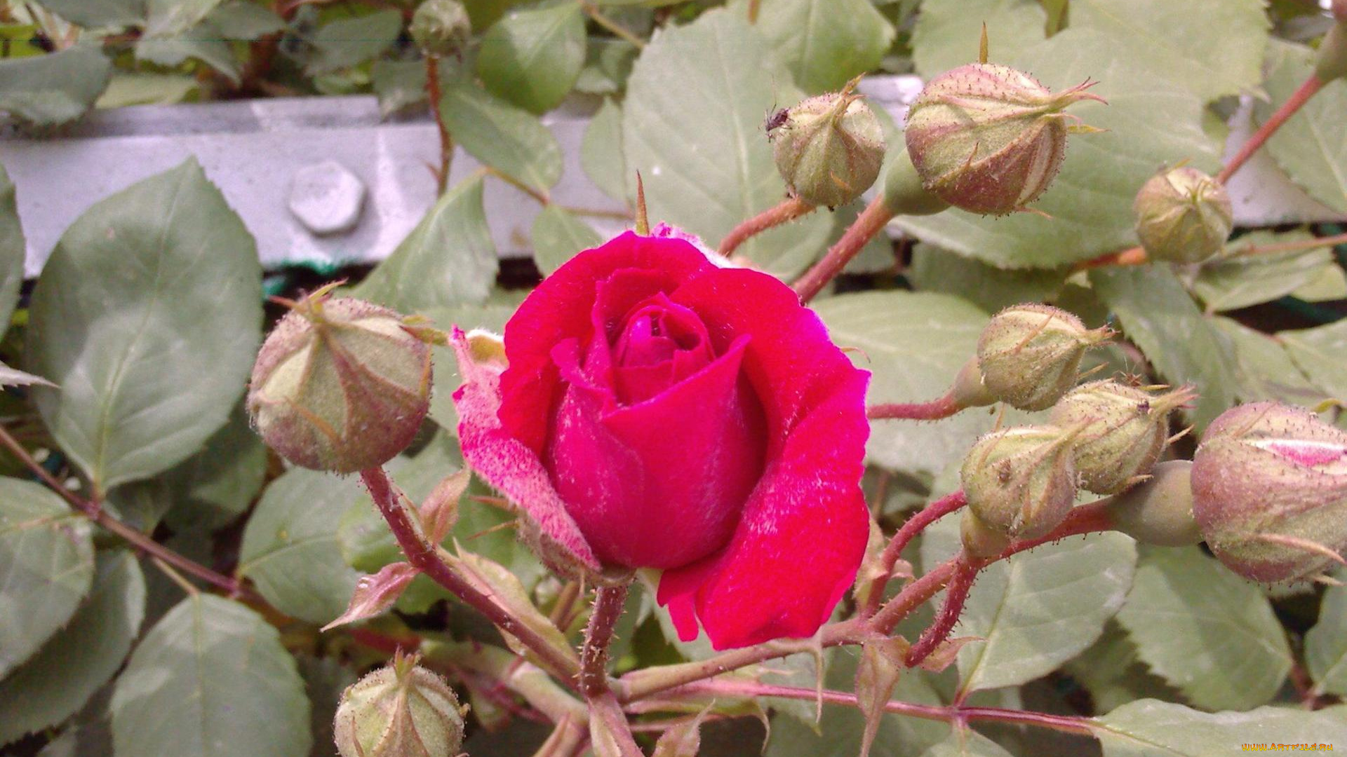 цветы, розы, роза, красная, бутоны, листья