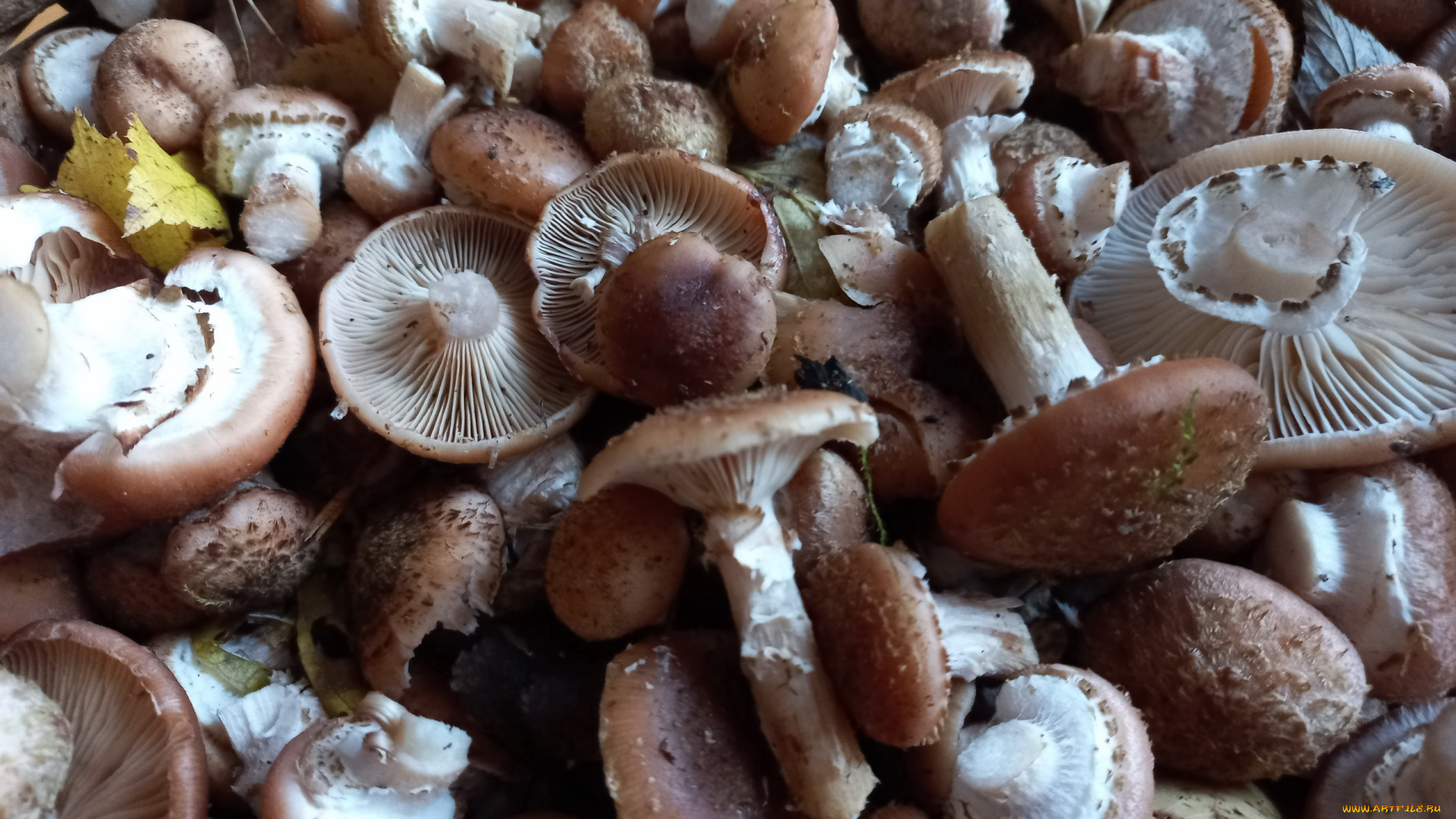 еда, грибы, , грибные, блюда, опята