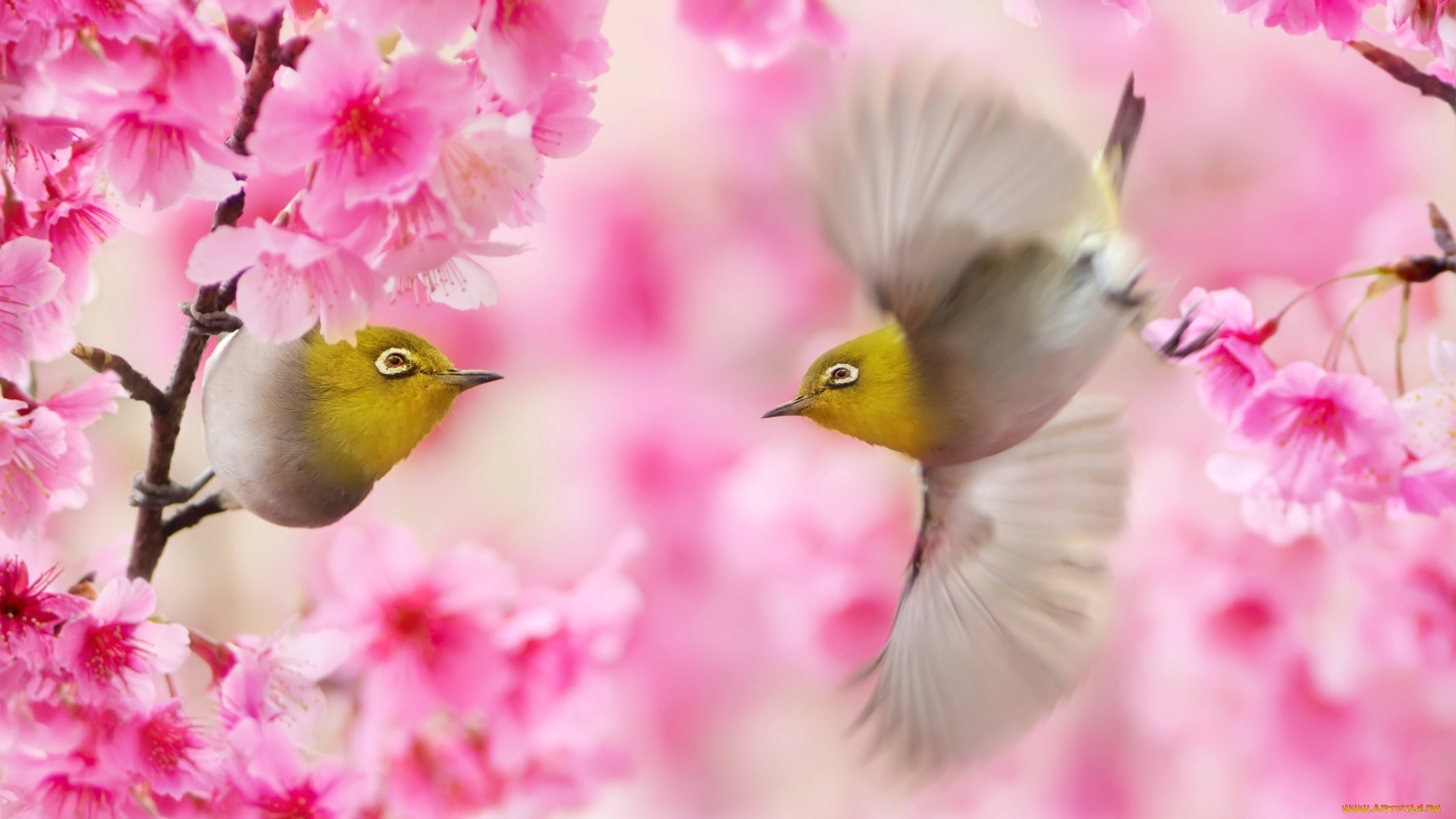 животные, белоглазки, птицы