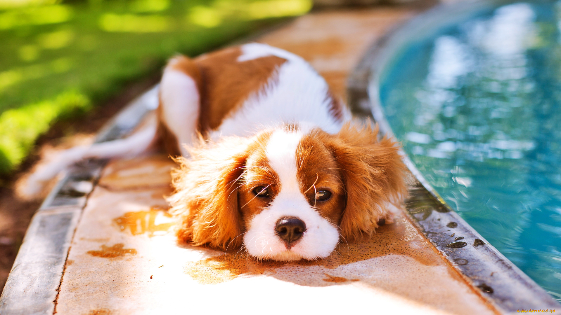 животные, собаки, собака