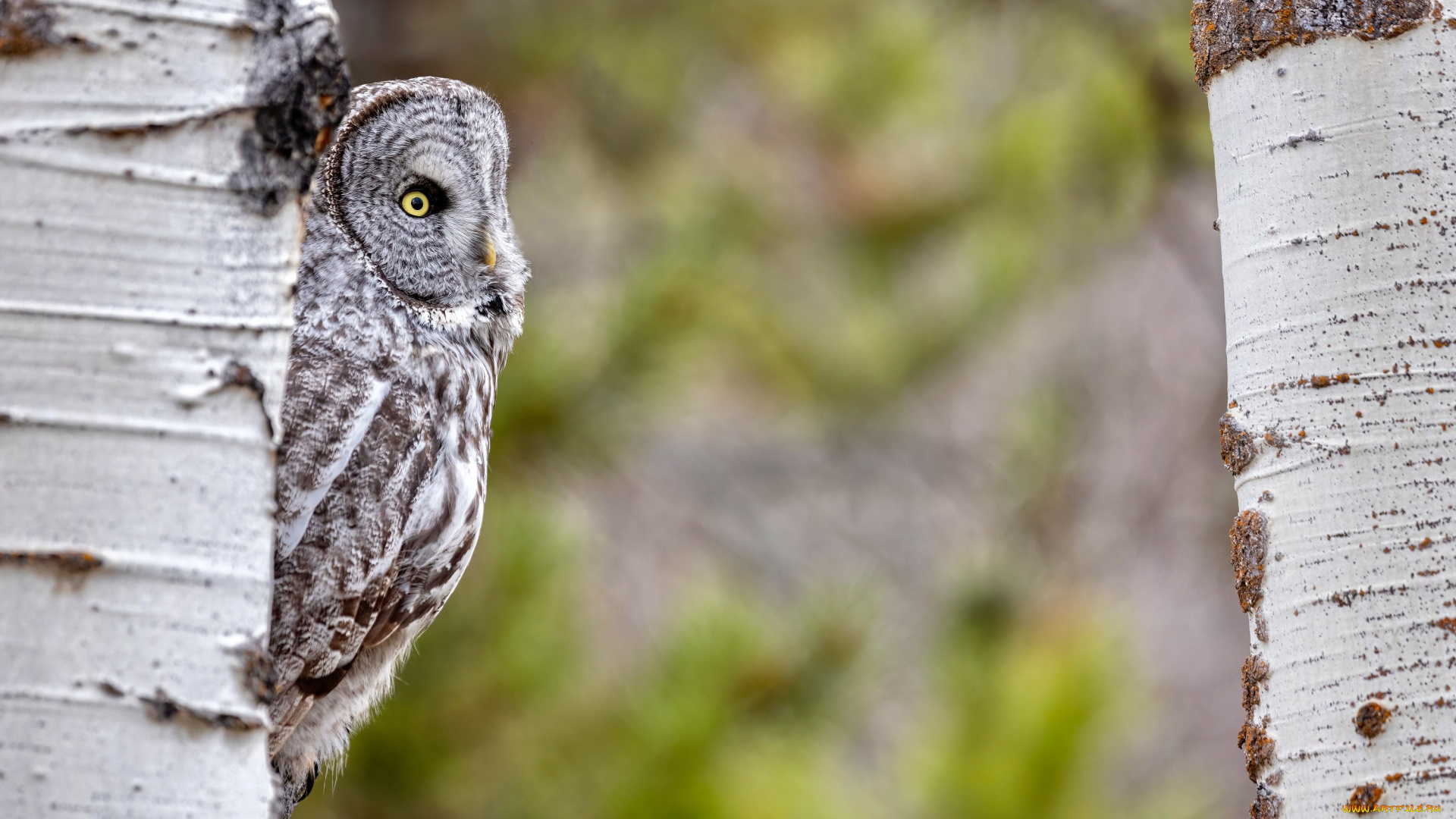 животные, совы, сова