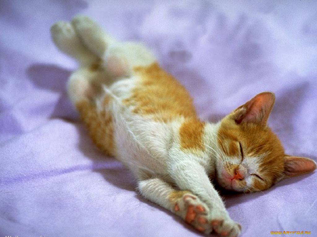 животные, коты