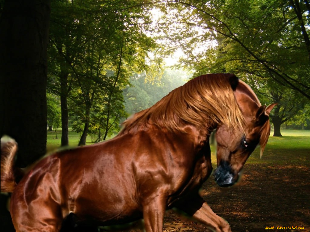 не, пойду, ни, за, что, животные, лошади