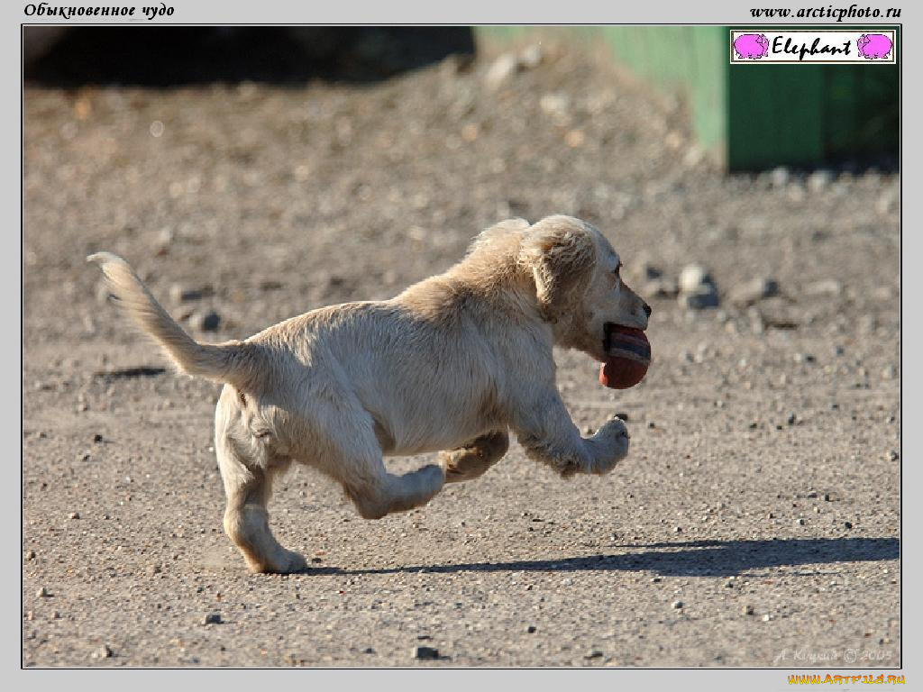 обыкновенное, чудо, животные, собаки