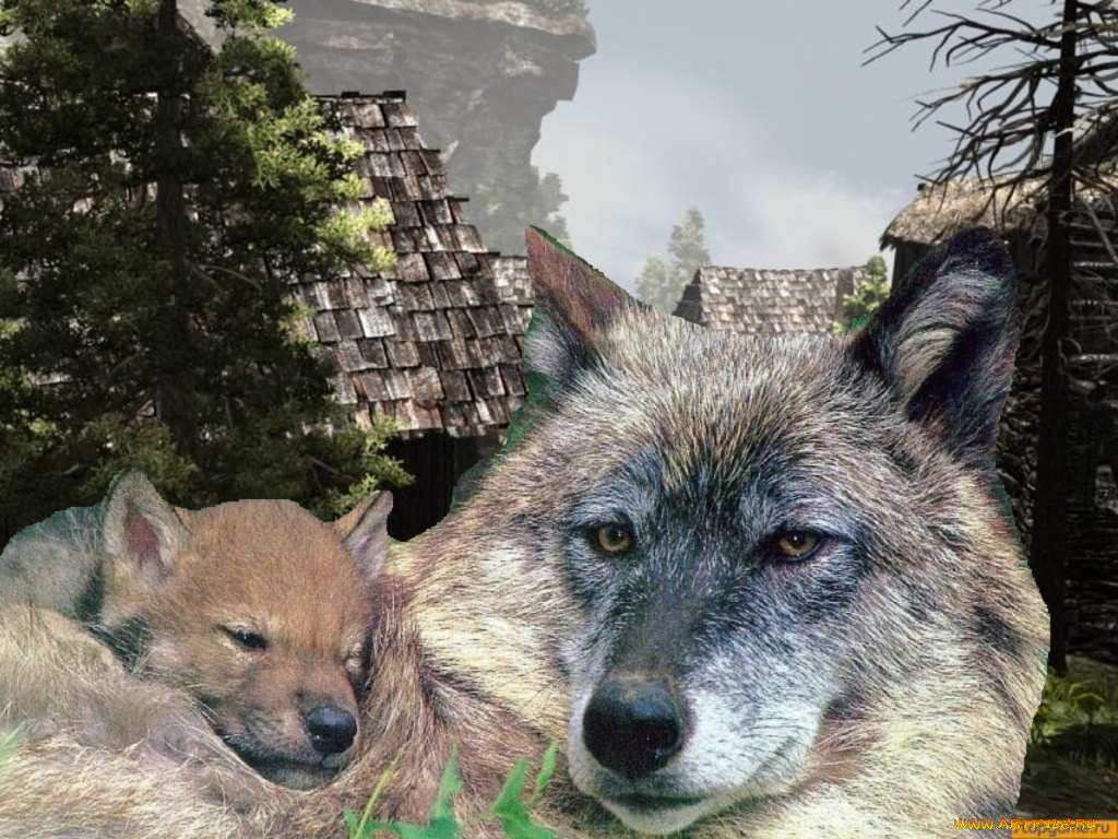 отдыхв, деревне, животные, волки