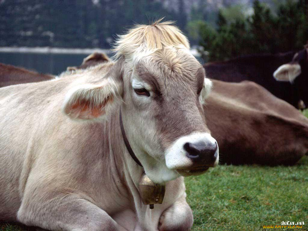 животные, коровы, буйволы