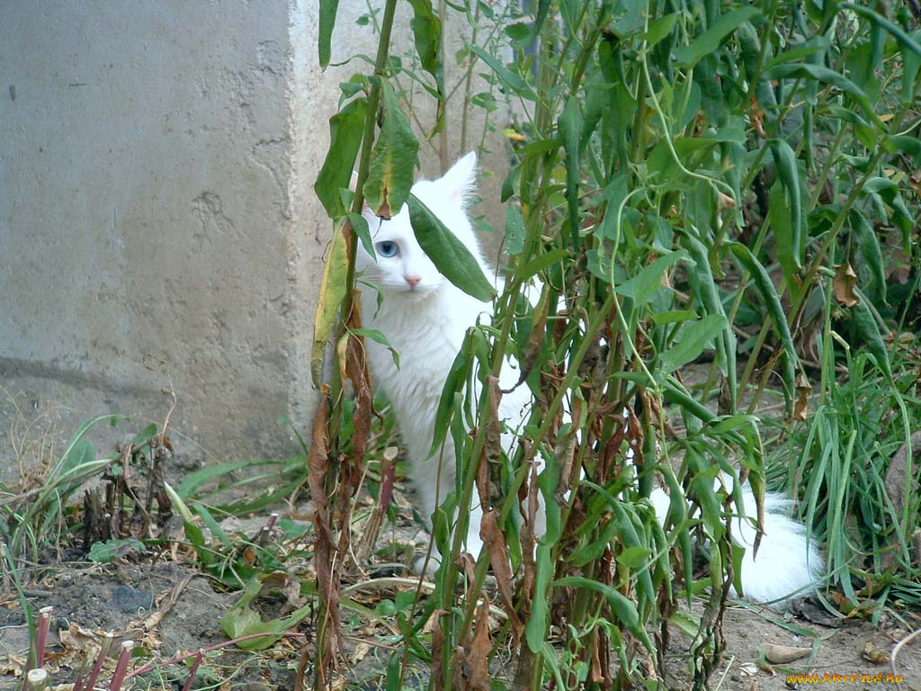 животные, коты