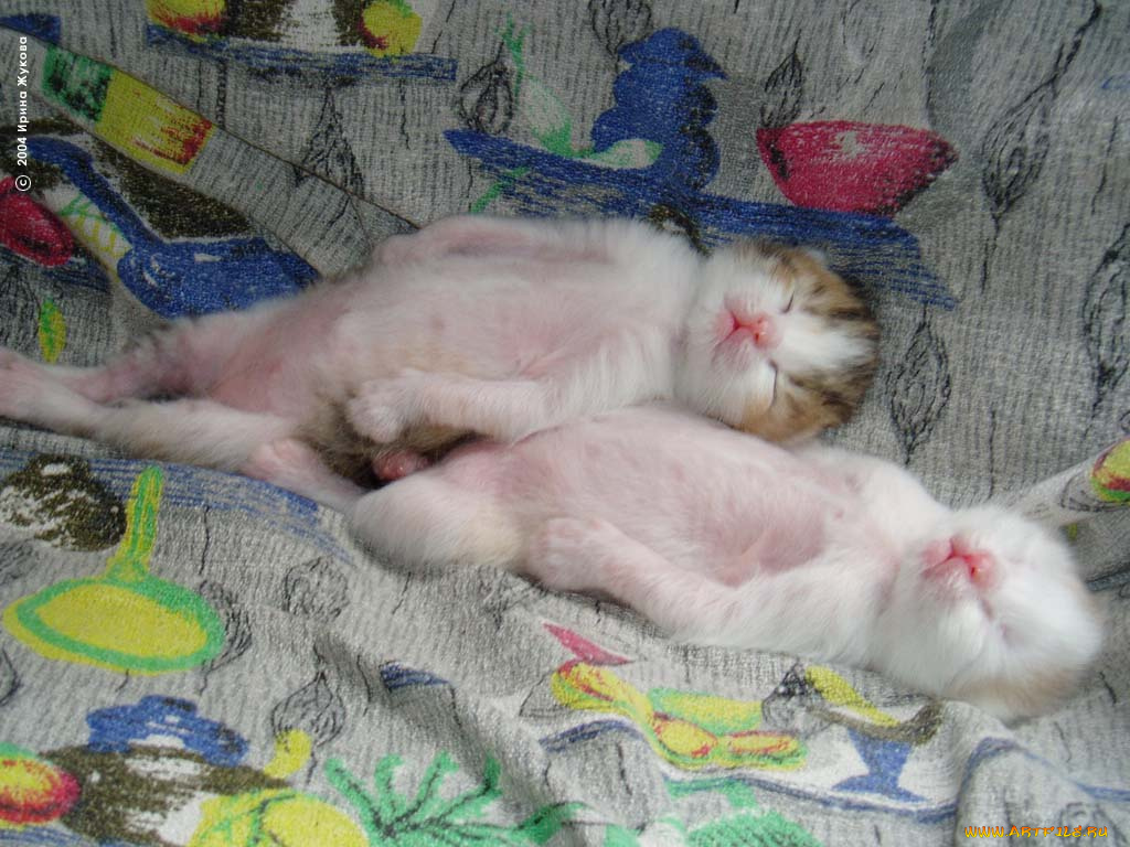 животные, коты