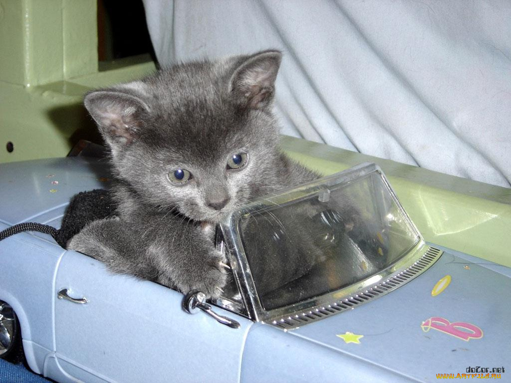 животные, коты