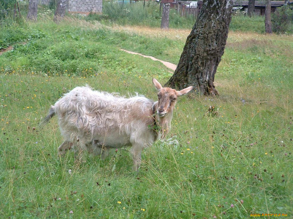 животные, козы