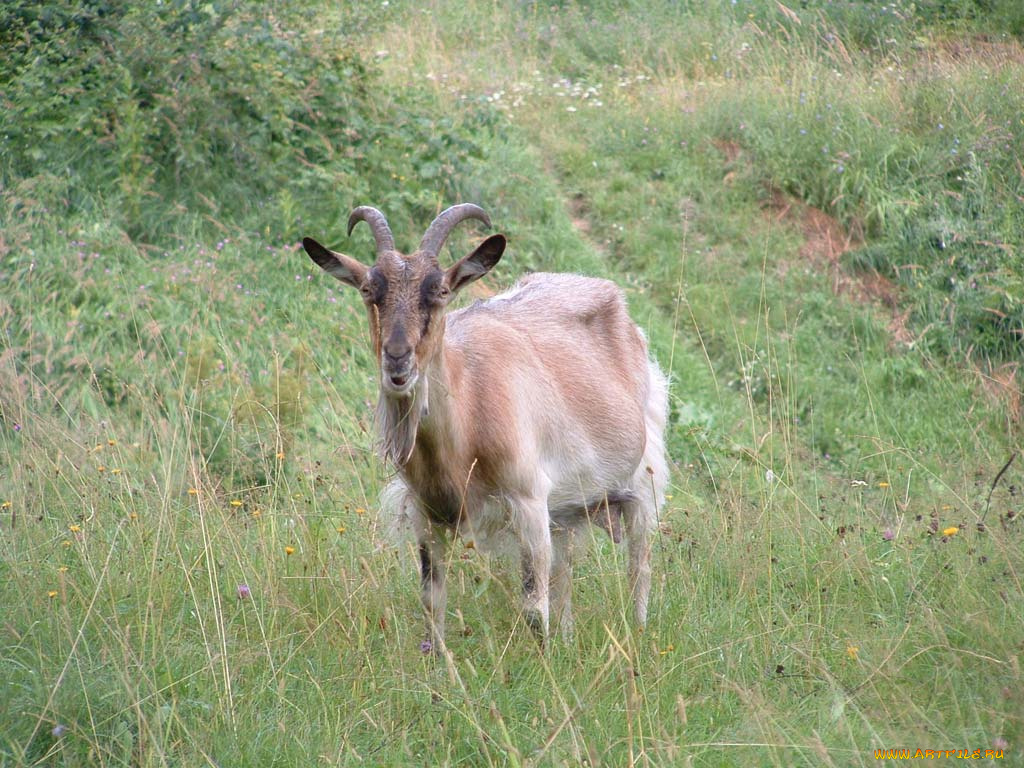 животные, козы